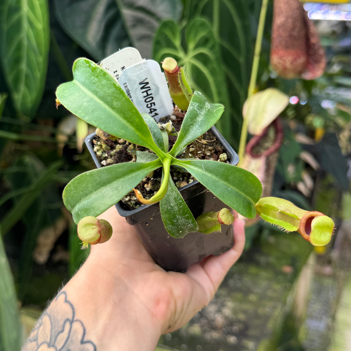 WH0541	Nepenthes (lowii x veitchii) x edwardsiana CC, CAR-0432	(M)