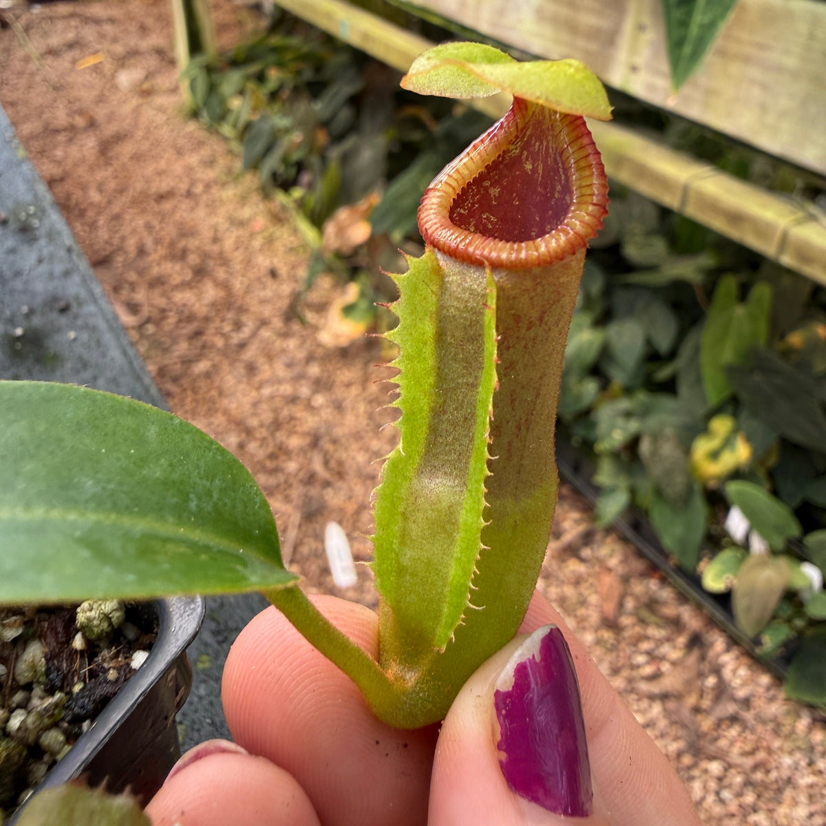 WH0541	Nepenthes (lowii x veitchii) x edwardsiana CC, CAR-0432	(M)