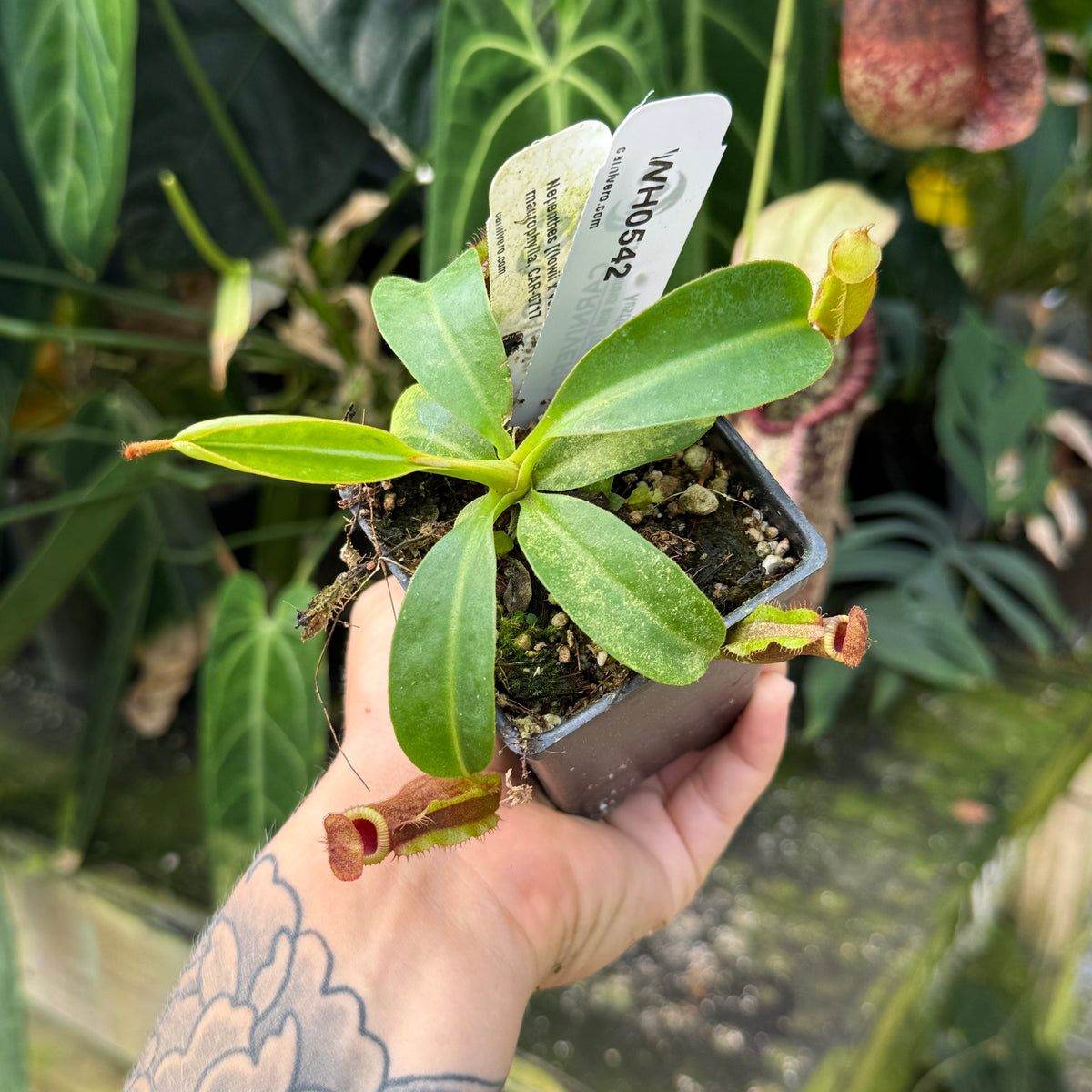 WH0542	Nepenthes [(lowii x veitchii) x boschiana] x macrophylla, CAR-0717	(M)