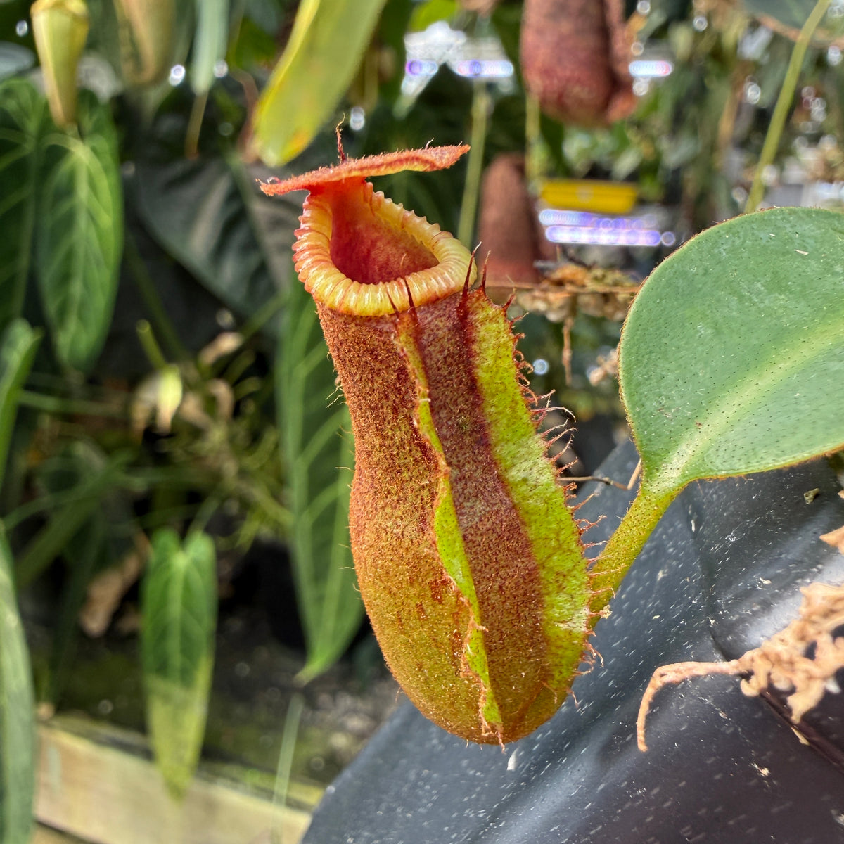 WH0542	Nepenthes [(lowii x veitchii) x boschiana] x macrophylla, CAR-0717	(M)