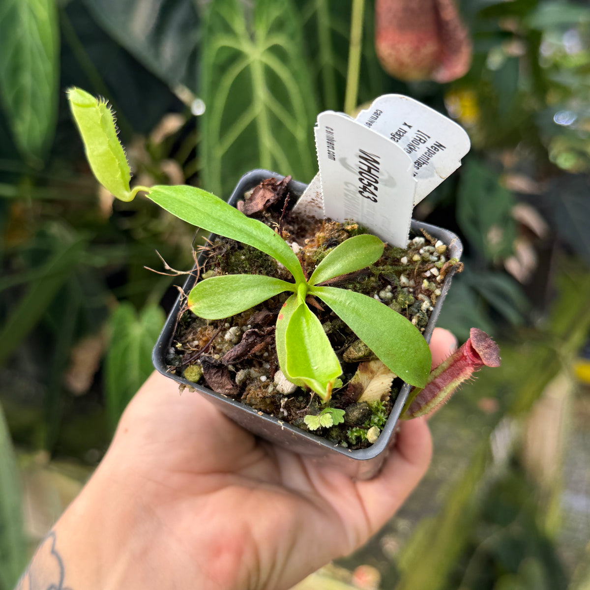 WH0543 Nepenthes 'Purple Haze', CAR-0420 (S)