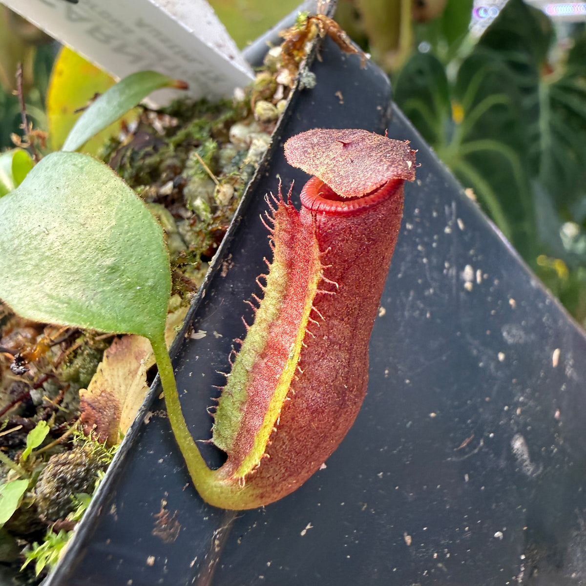 WH0543 Nepenthes 'Purple Haze', CAR-0420 (S)
