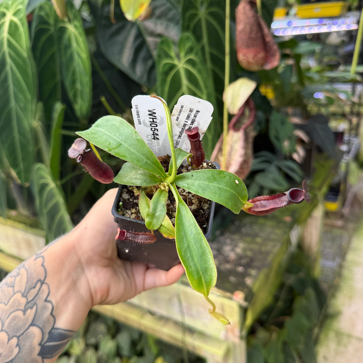 WH0544 Nepenthes naga x (adrianii x burbidgeae), CAR-0645 (M)