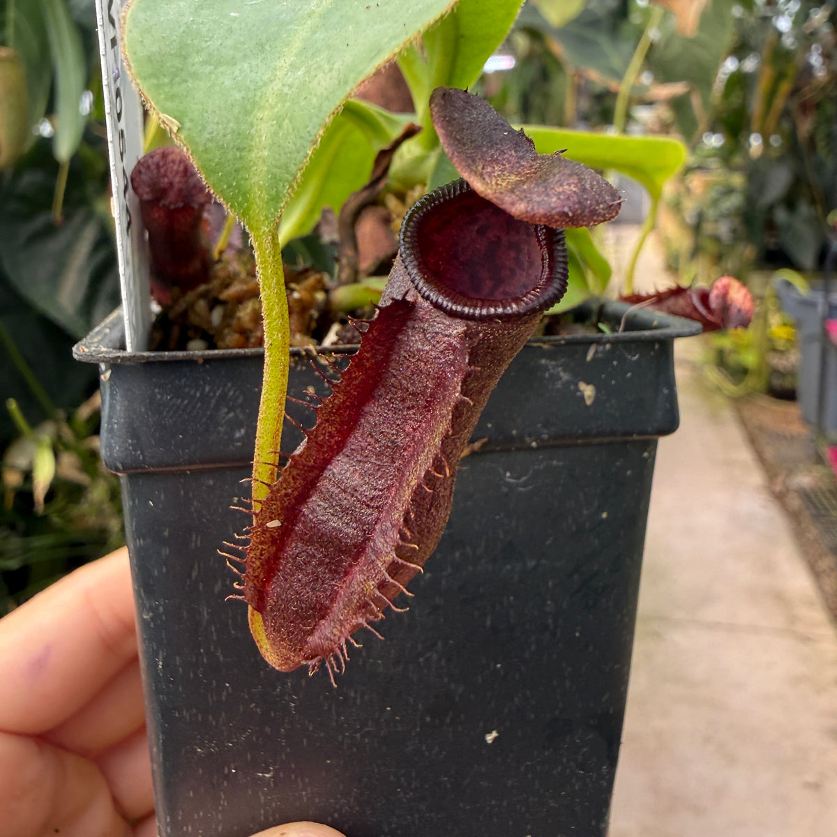 WH0544 Nepenthes naga x (adrianii x burbidgeae), CAR-0645 (M)