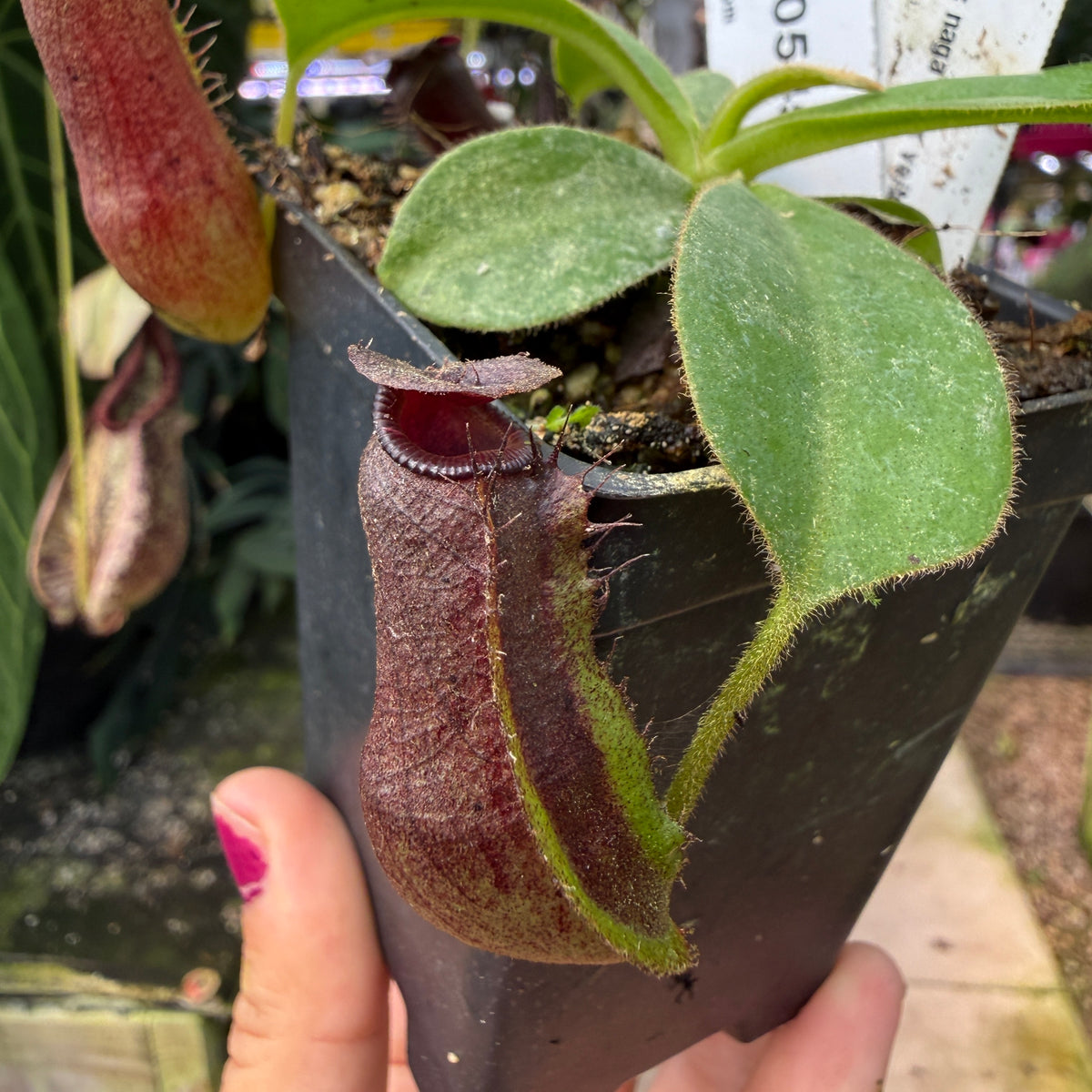 WH0545	Nepenthes naga PB x veitchii 'Candy Dreams', CAR-0885	(M)