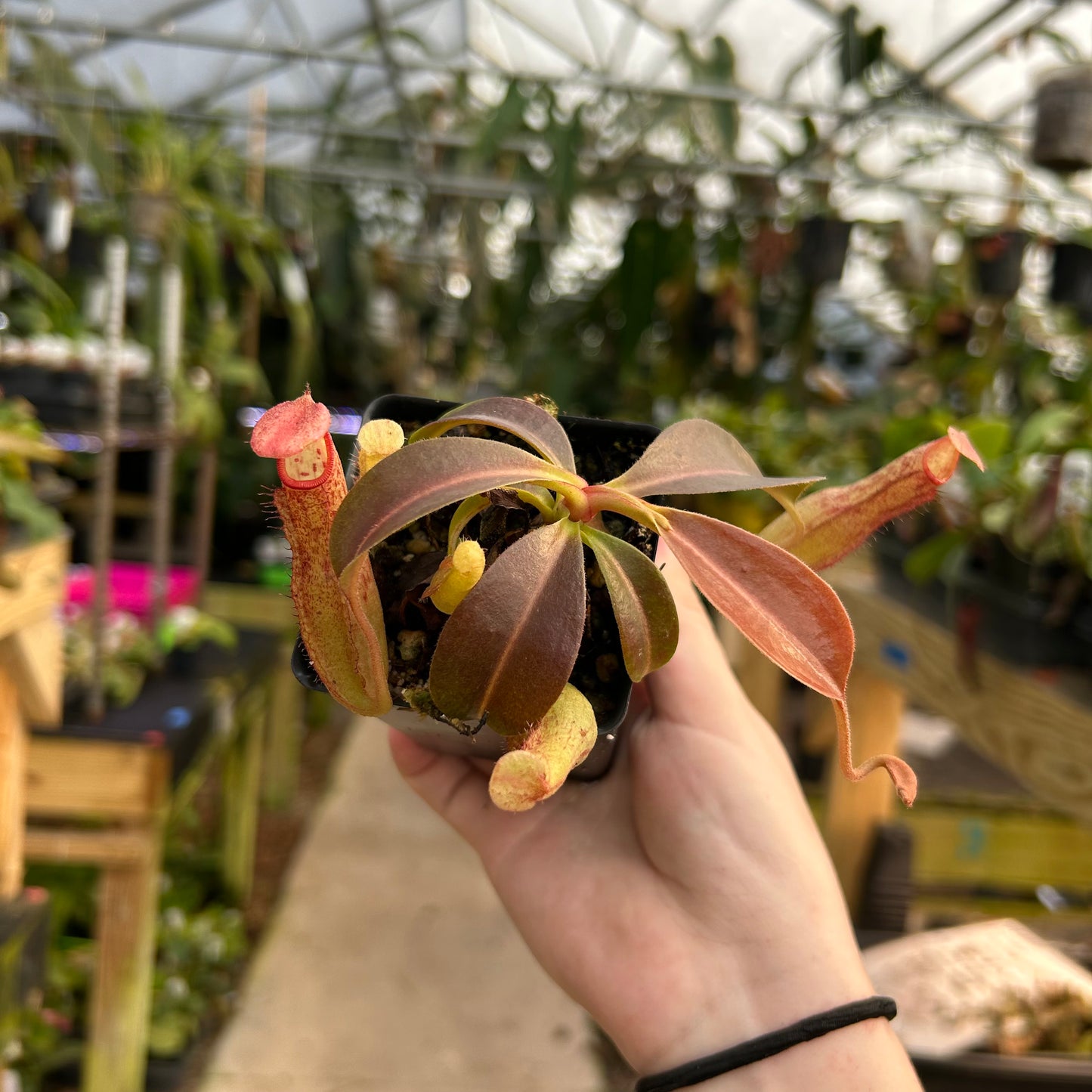 Nepenthes (spectabilis x boschiana) x redonkulas, CAR-0808