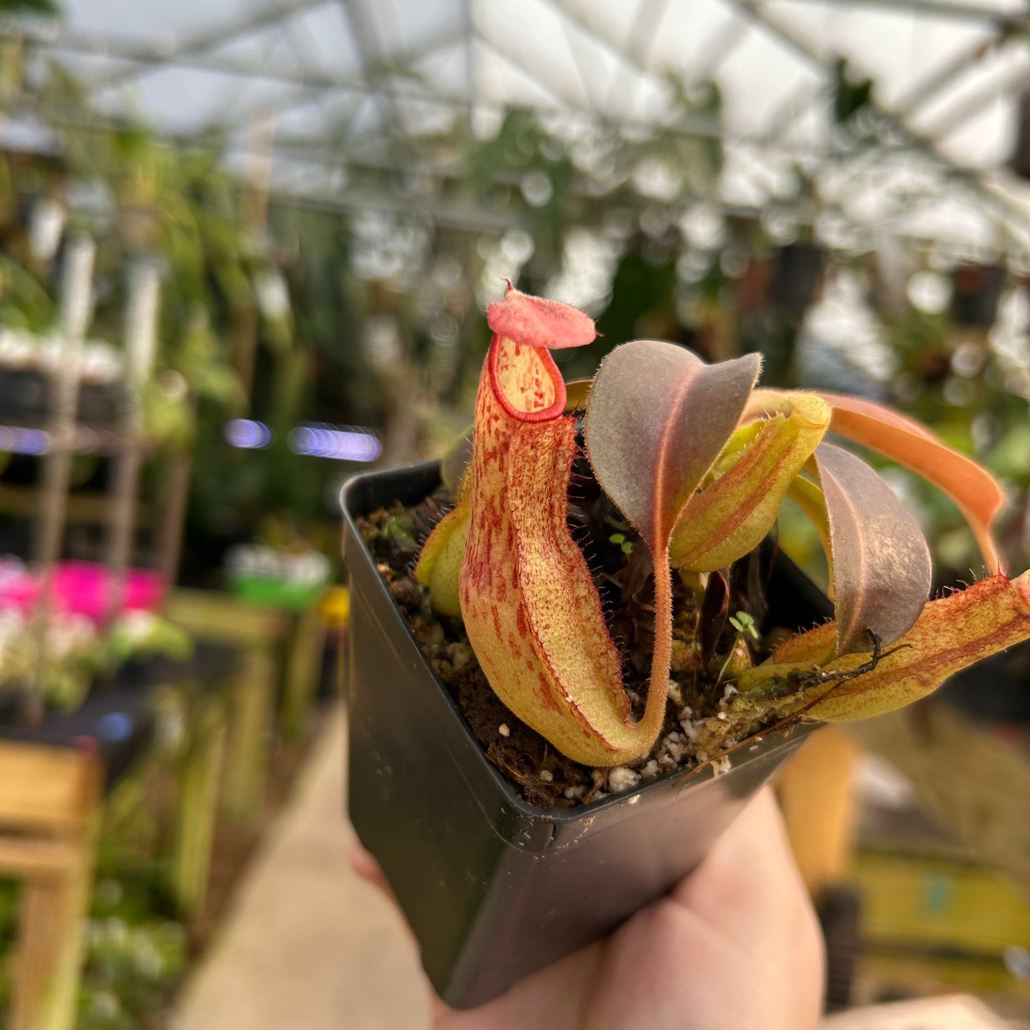 Nepenthes (spectabilis x boschiana) x redonkulas, CAR-0808