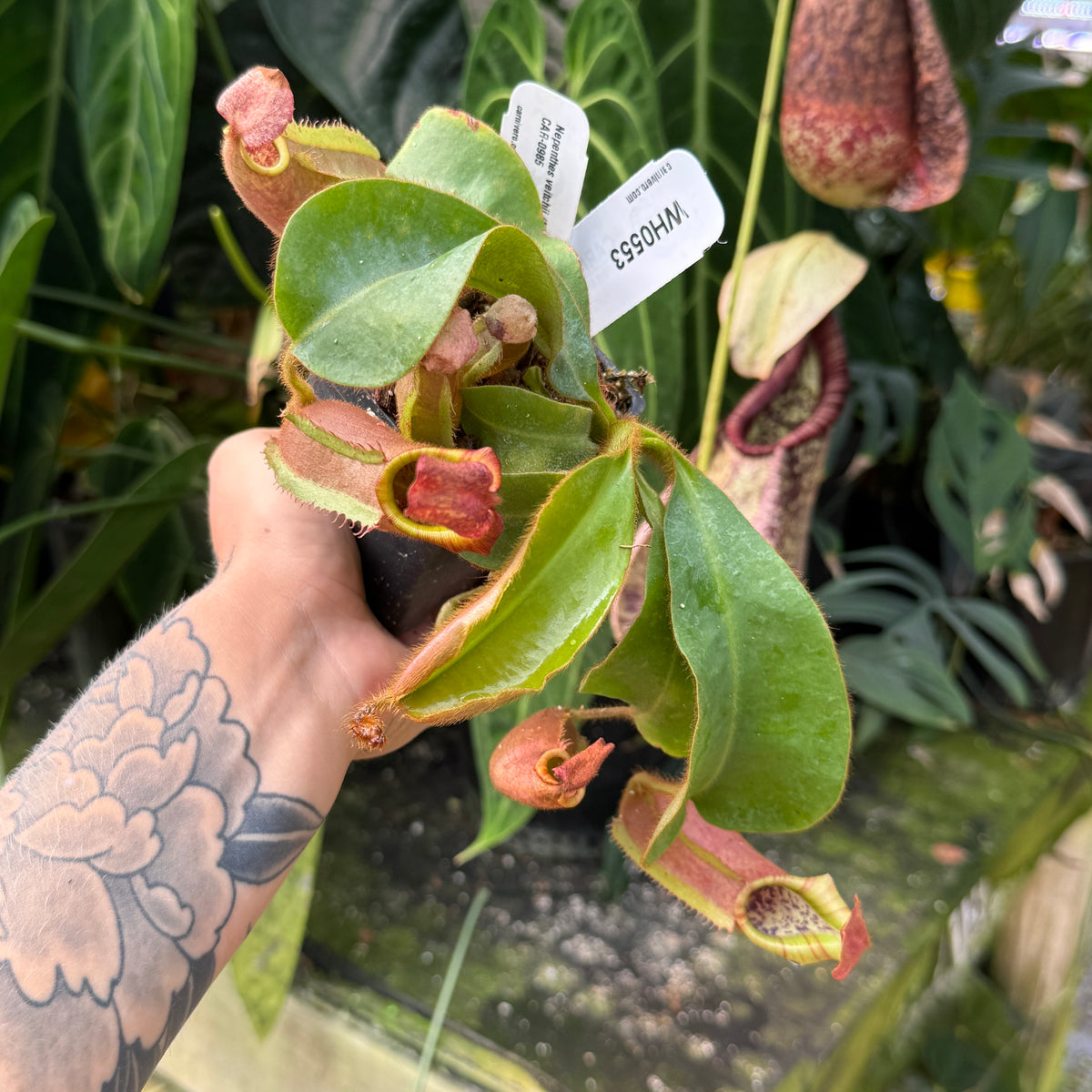 WH0553	Nepenthes veitchii (Murud x Candy) x 'Redonkulas', CAR-0985	(L)