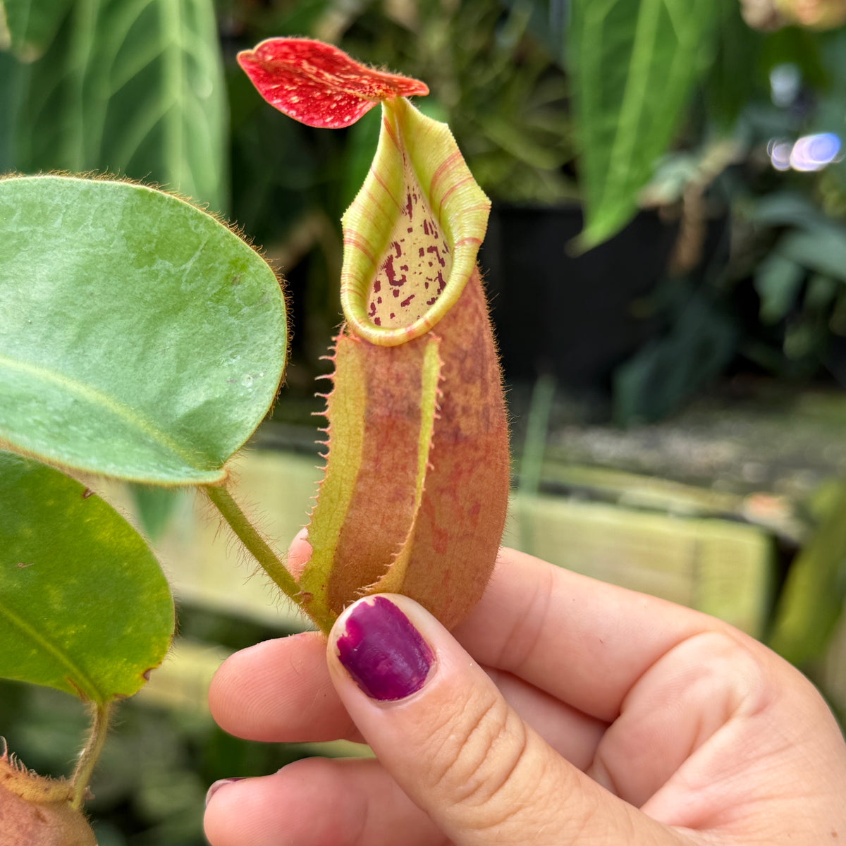 WH0553	Nepenthes veitchii (Murud x Candy) x 'Redonkulas', CAR-0985	(L)