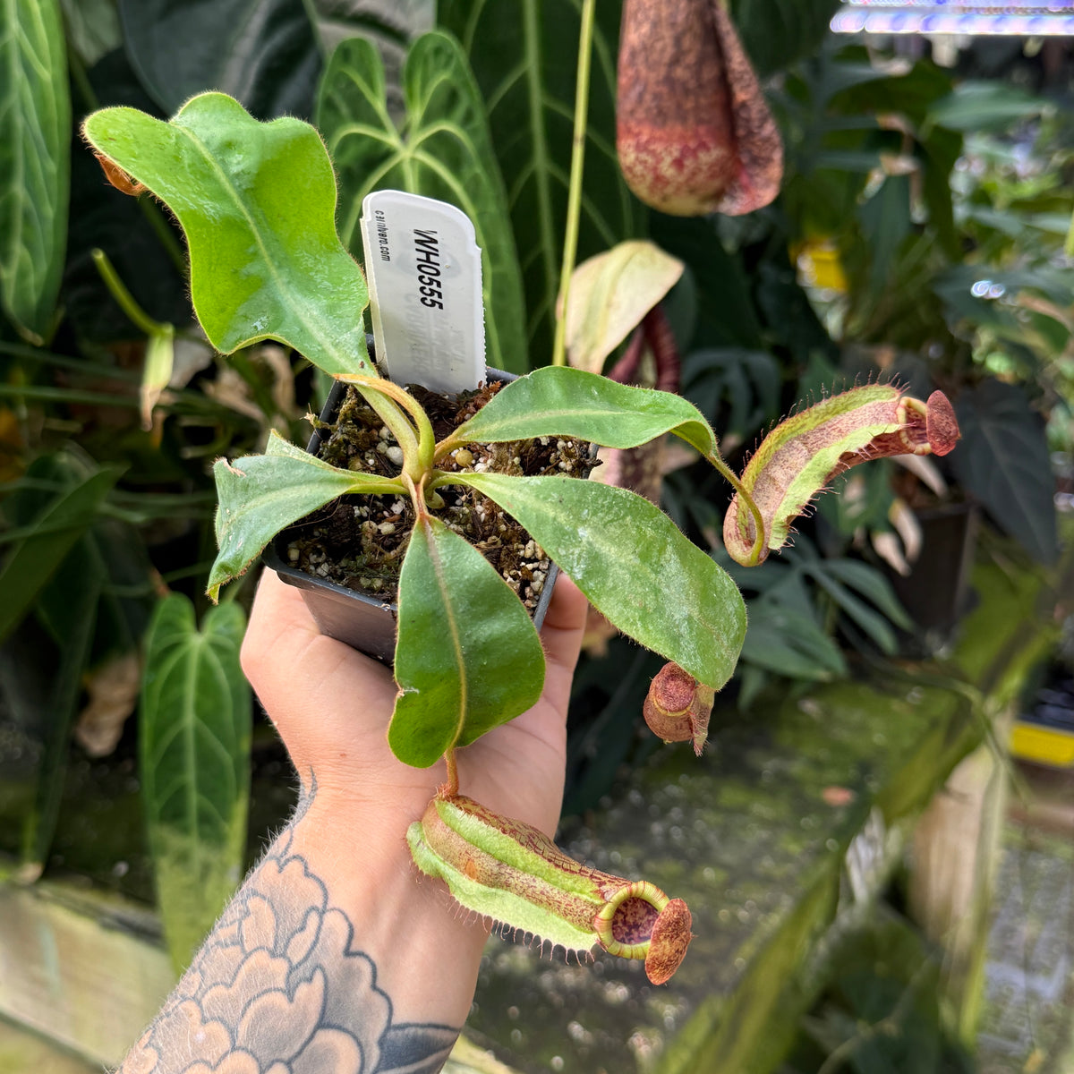 WH0555	Nepenthes (platychila x vogelii) x veitchii 'Candy Dreams', CAR-0984 (L)