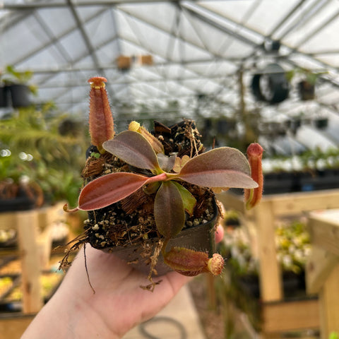 Nepenthes boschiana x lowii x veitchii with tall red pitcher and pinkish leaves in pot