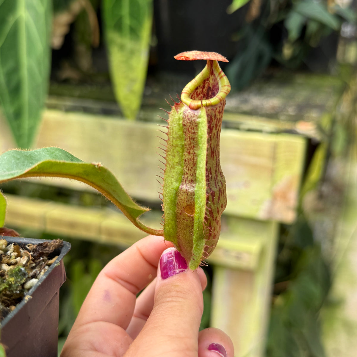 WH0555	Nepenthes (platychila x vogelii) x veitchii 'Candy Dreams', CAR-0984 (L)