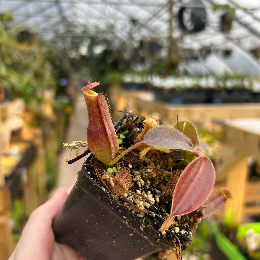 
                      
                        Nepenthes boschiana x (lowii x veitchii), CAR-0587
                      
                    
