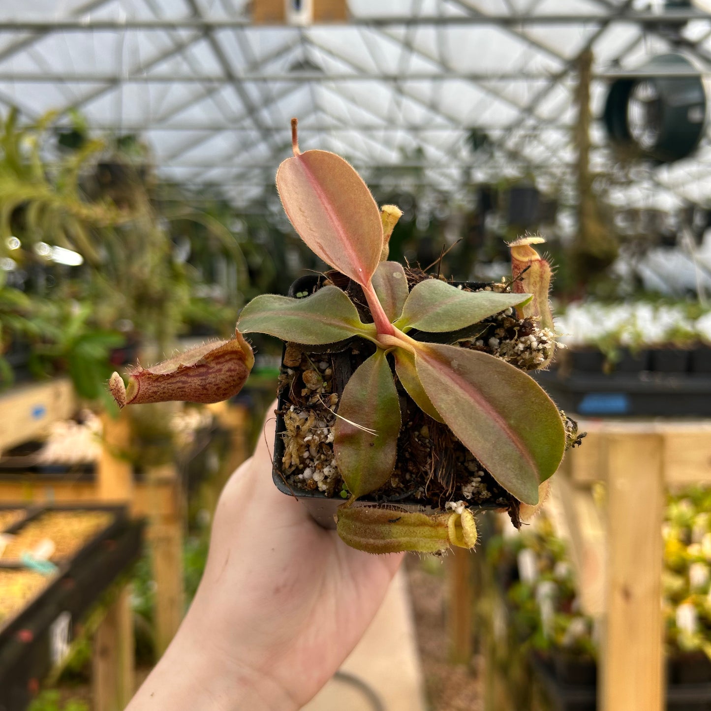 Nepenthes boschiana x (lowii x veitchii), CAR-0587