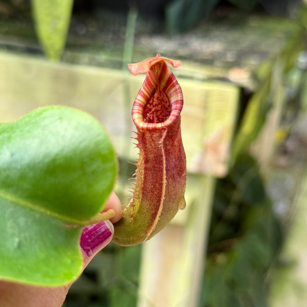 WH0554	Nepenthes (lowii x veitchii)-JY x 'Redonkulas', CAR-0465 (L)