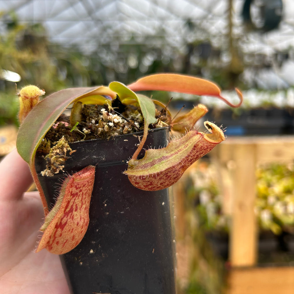 
                      
                        Nepenthes boschiana x (lowii x veitchii), CAR-0587
                      
                    