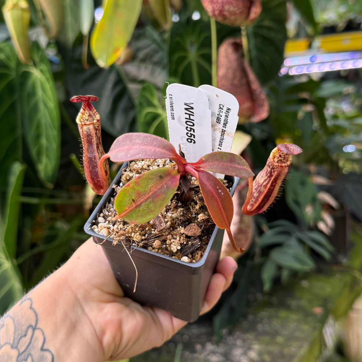 WH0556	Nepenthes boschiana x mollis, CAR-0556 (S)