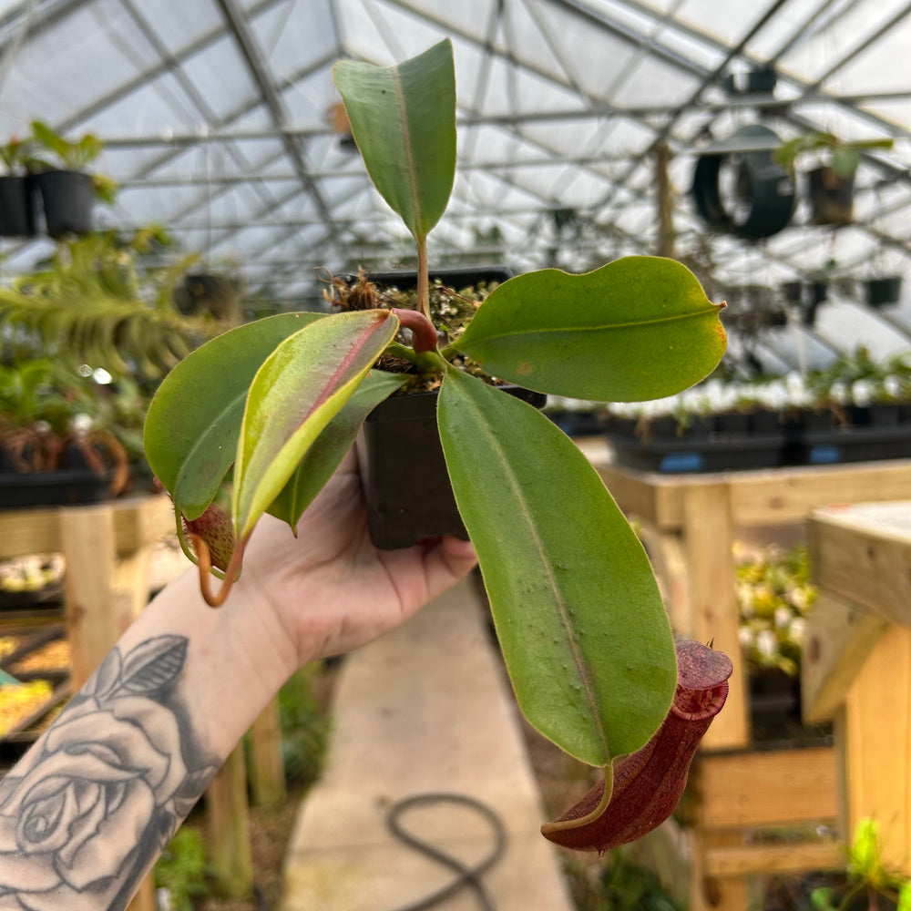
                      
                        Nepenthes boschiana x (lowii x veitchii), CAR-0587
                      
                    