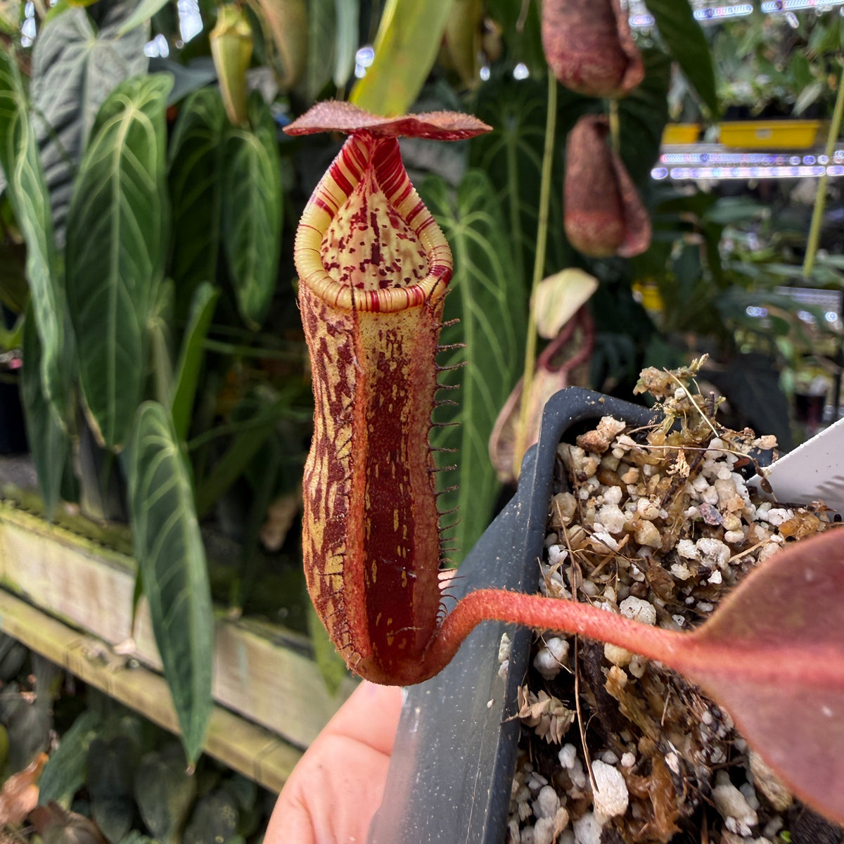 WH0556	Nepenthes boschiana x mollis, CAR-0556 (S)