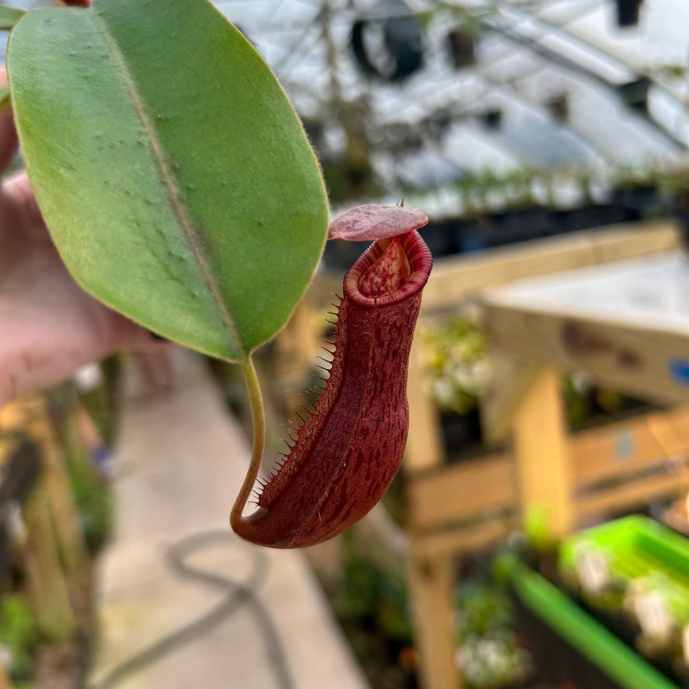 
                      
                        Nepenthes boschiana x (lowii x veitchii), CAR-0587
                      
                    