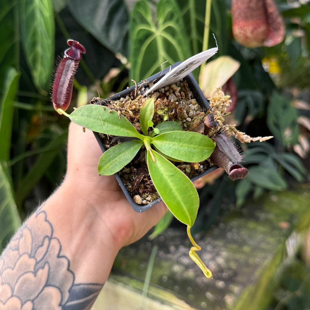 WH0557	Nepenthes naga x lowii Kinabalu, CAR-0417 (S)