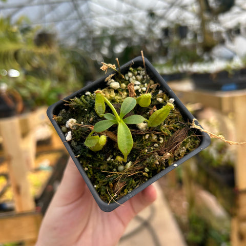 Young Nepenthes seedling from lowii maxima veitchii trusmadiensis hybrid in a mossy pot.