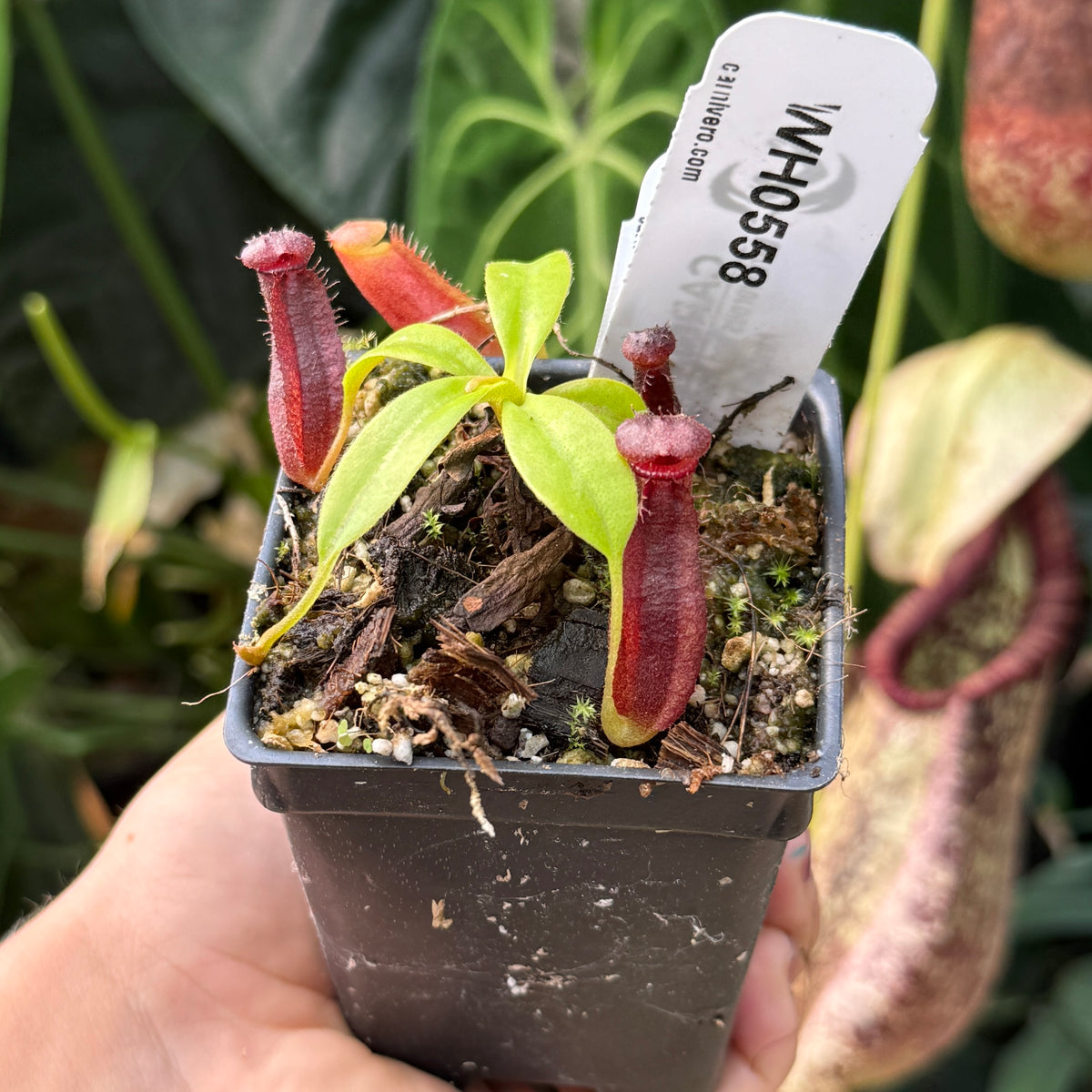 WH0558	Nepenthes naga x Harryana, CAR-0467 (XS)