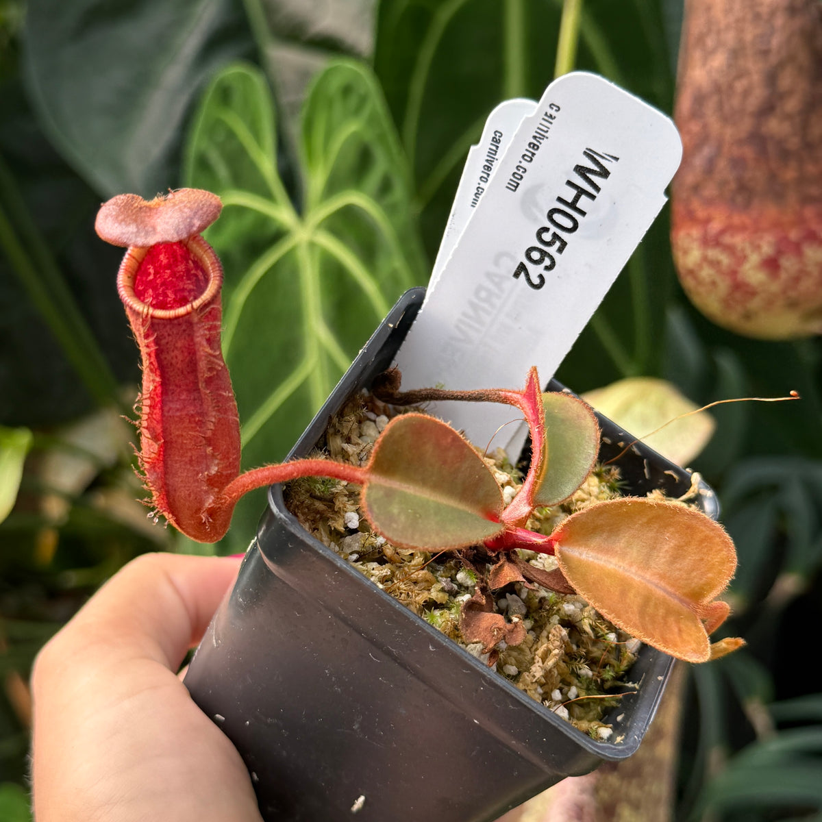 WH0562	Nepenthes (truncata x peltata) x lowii Y's Exotics (XS)