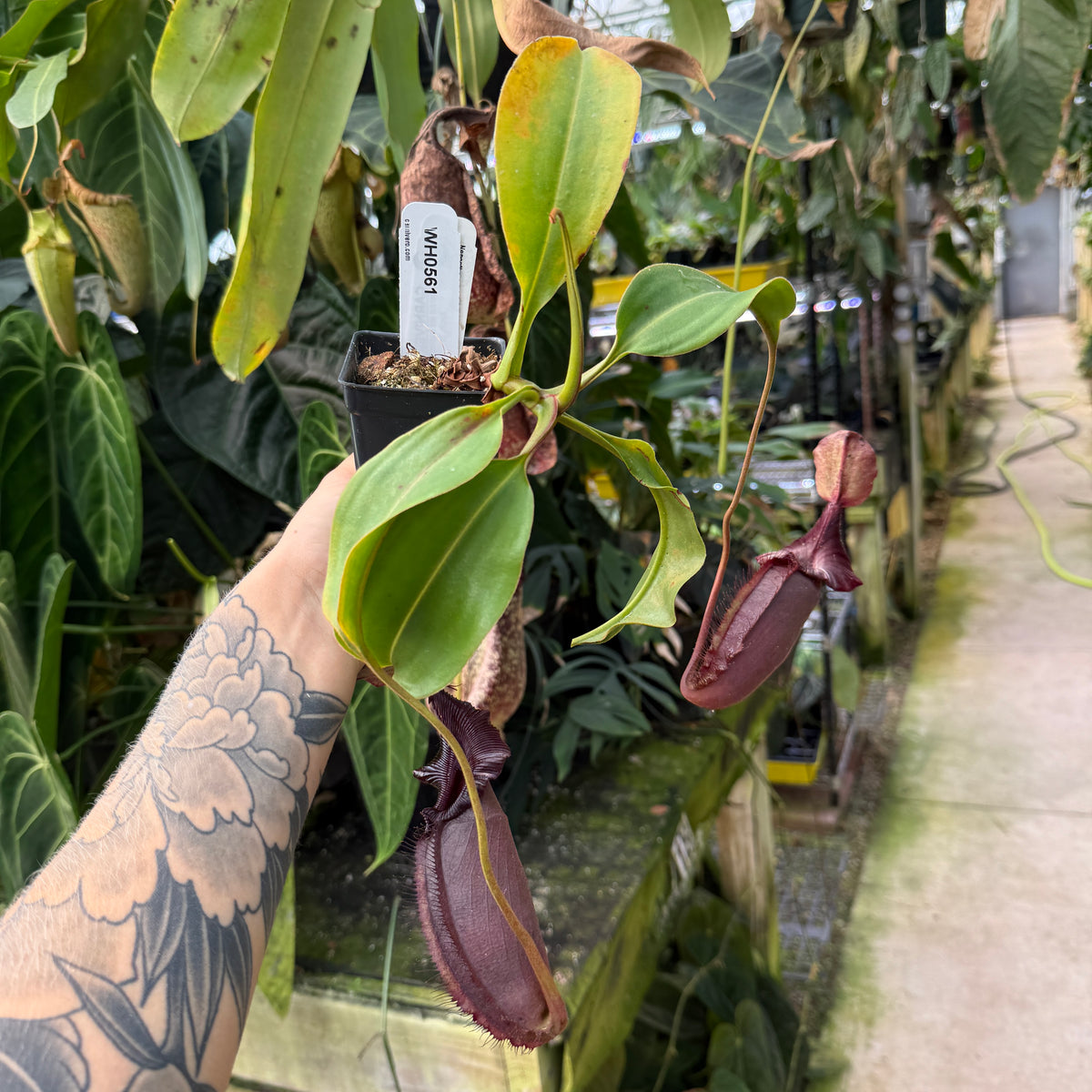 WH0561	Nepenthes robcantleyi x ovata, BE-3996	(L)