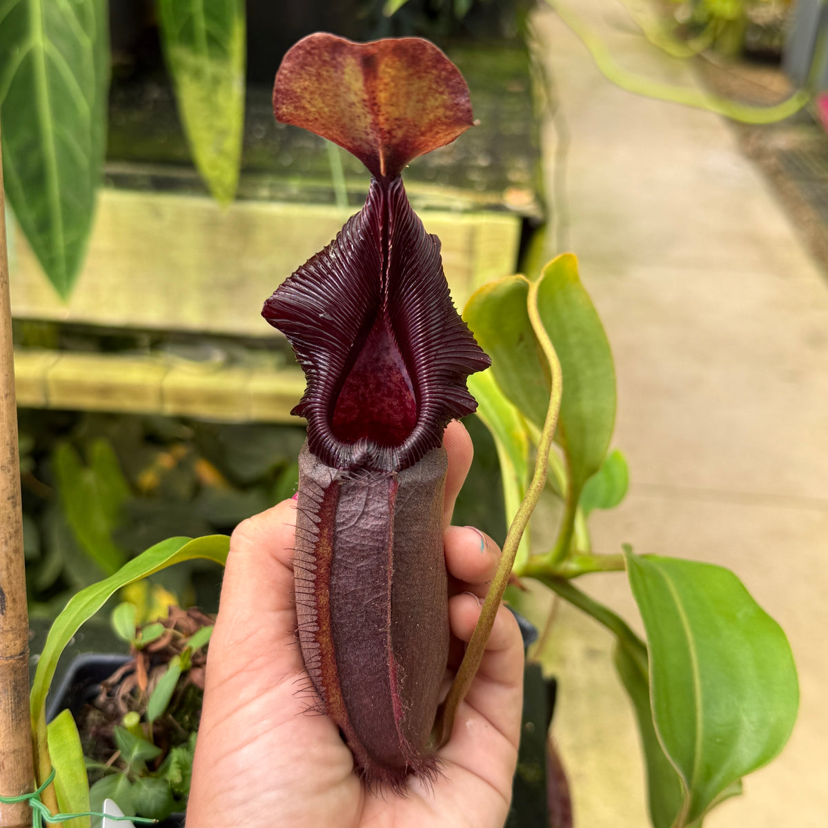 WH0561	Nepenthes robcantleyi x ovata, BE-3996	(L)