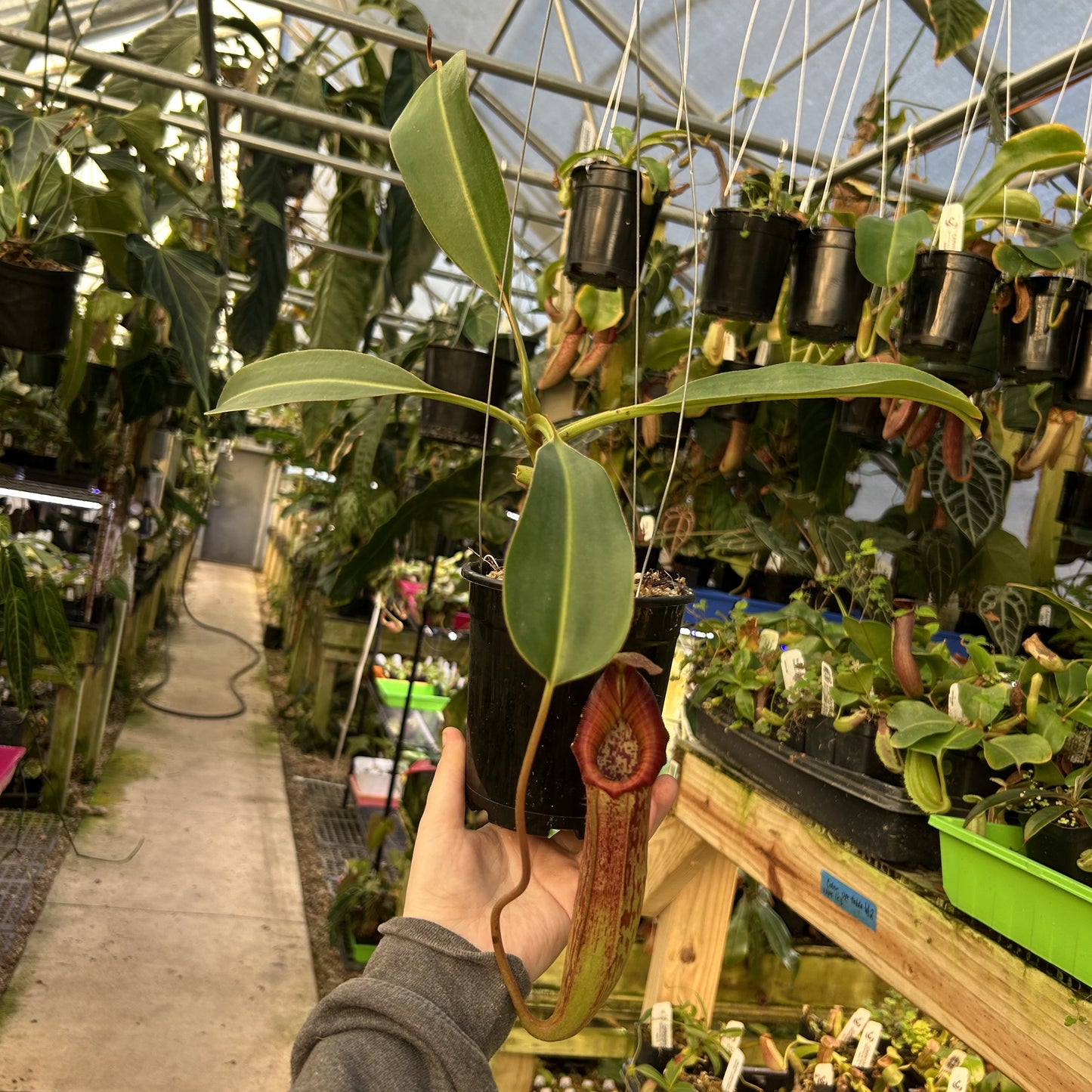 [W166] Nepenthes boschiana IR1 x (lowii x veitchii)