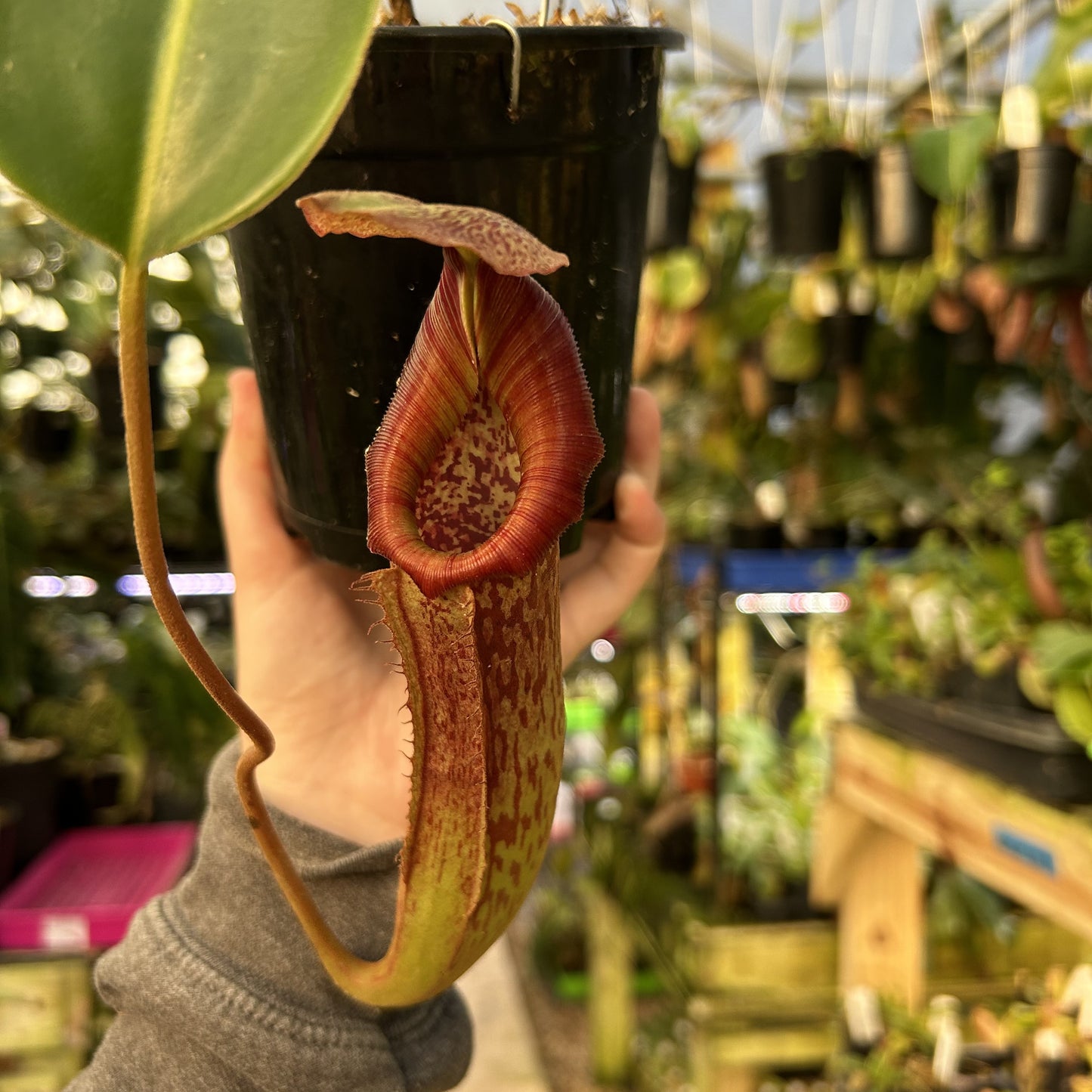 [W166] Nepenthes boschiana IR1 x (lowii x veitchii)
