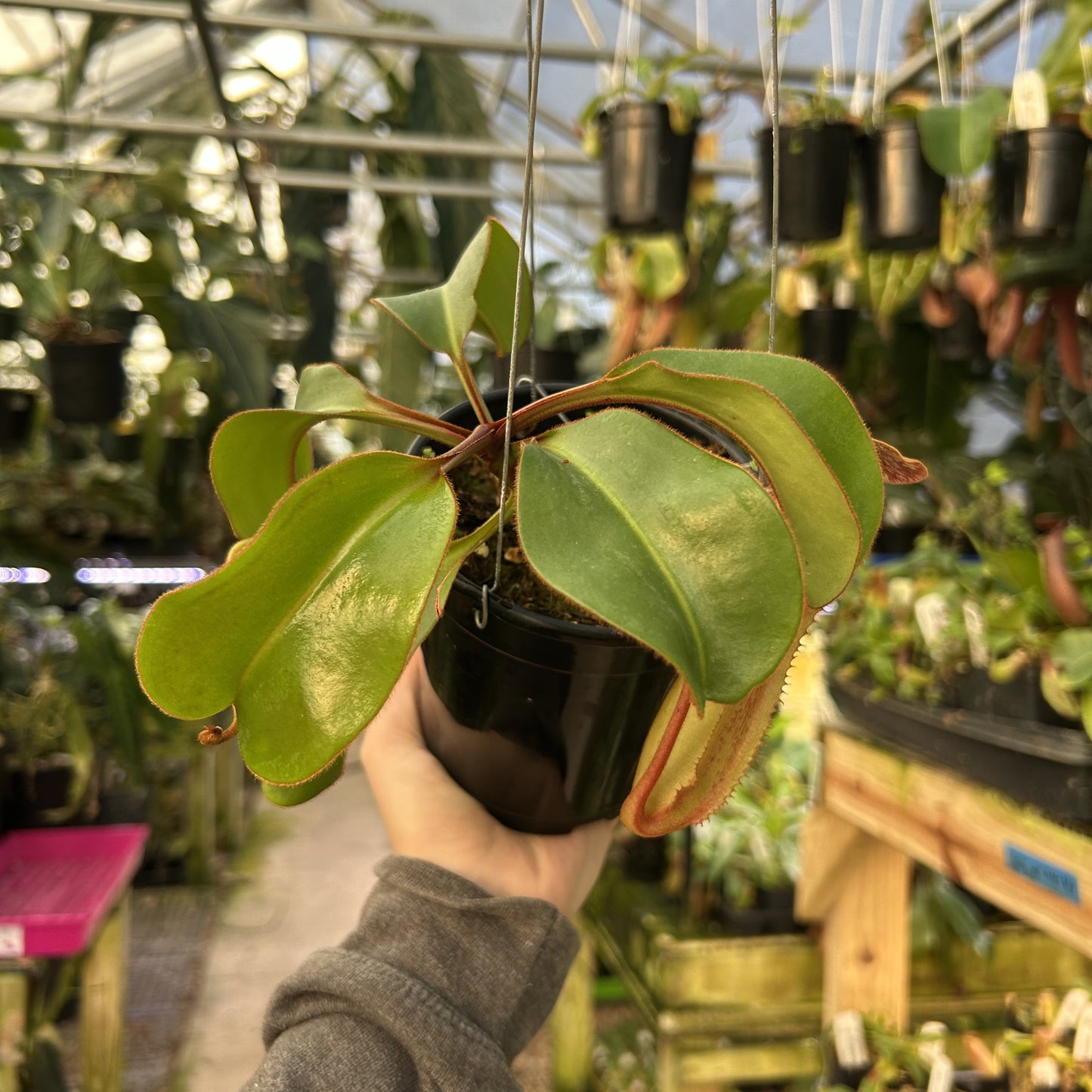 [W165] Nepenthes (spectabilis x lowii) x clipeata (wistuba #3)