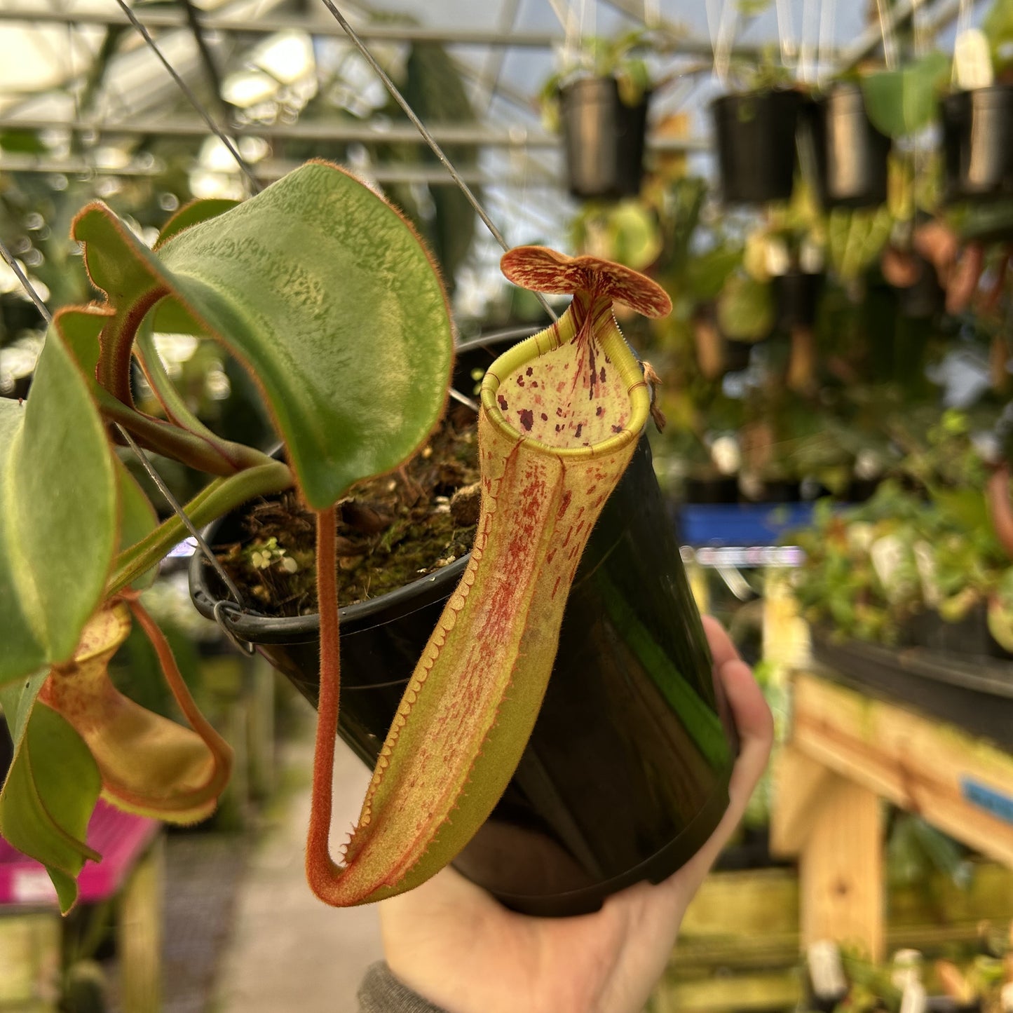 [W165] Nepenthes (spectabilis x lowii) x clipeata (wistuba #3)