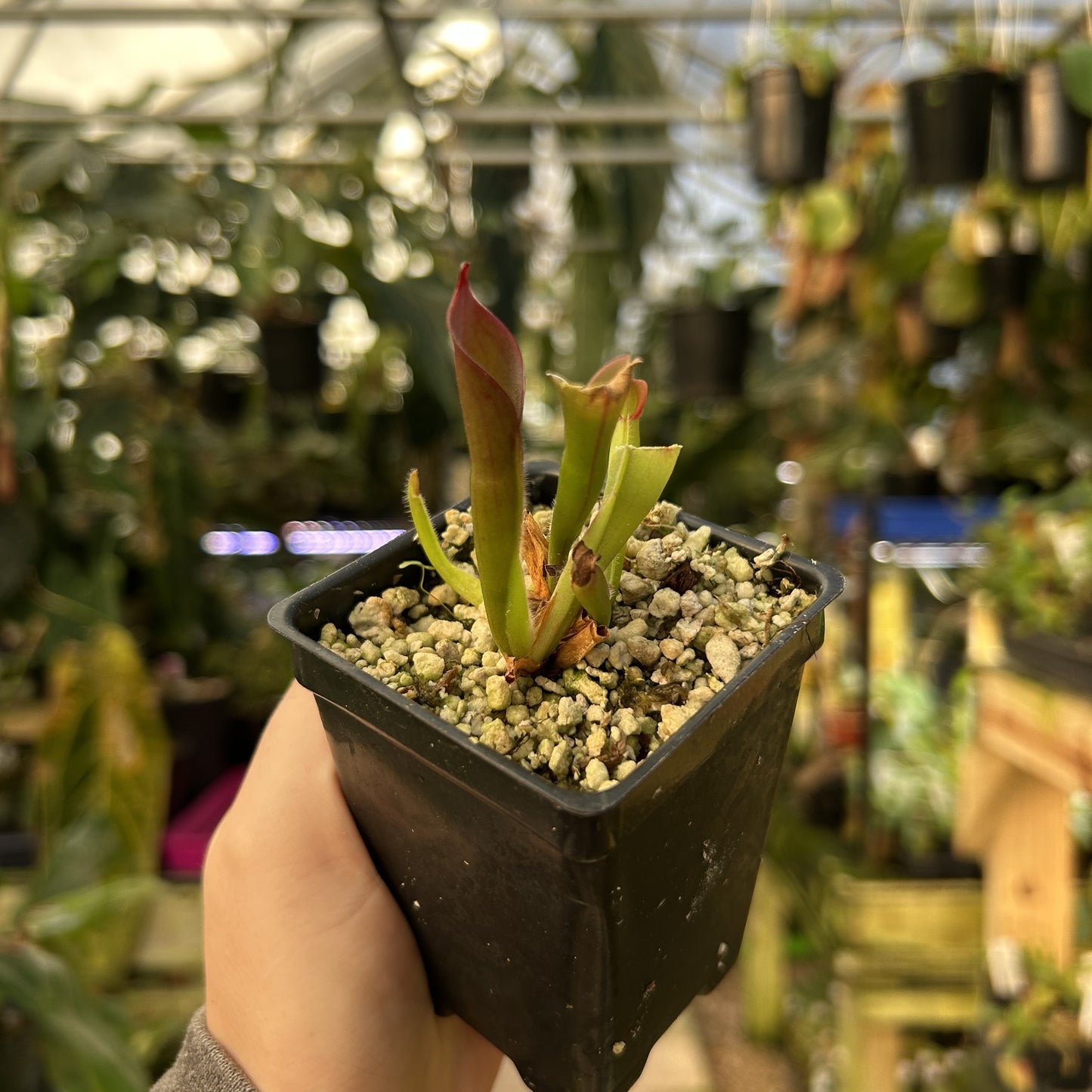 [W169] Heliamphora huberi (Angasima Tepui)