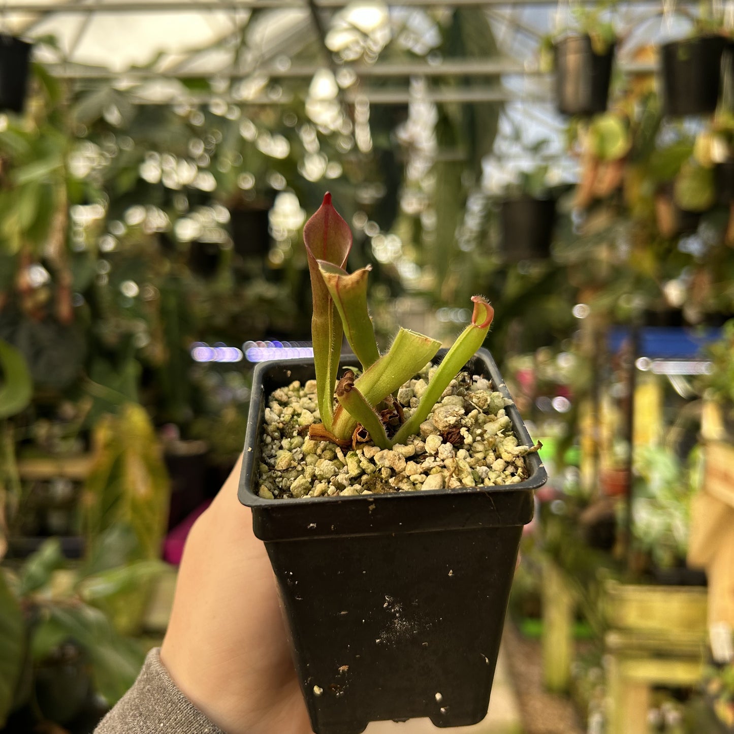 [W169] Heliamphora huberi (Angasima Tepui)