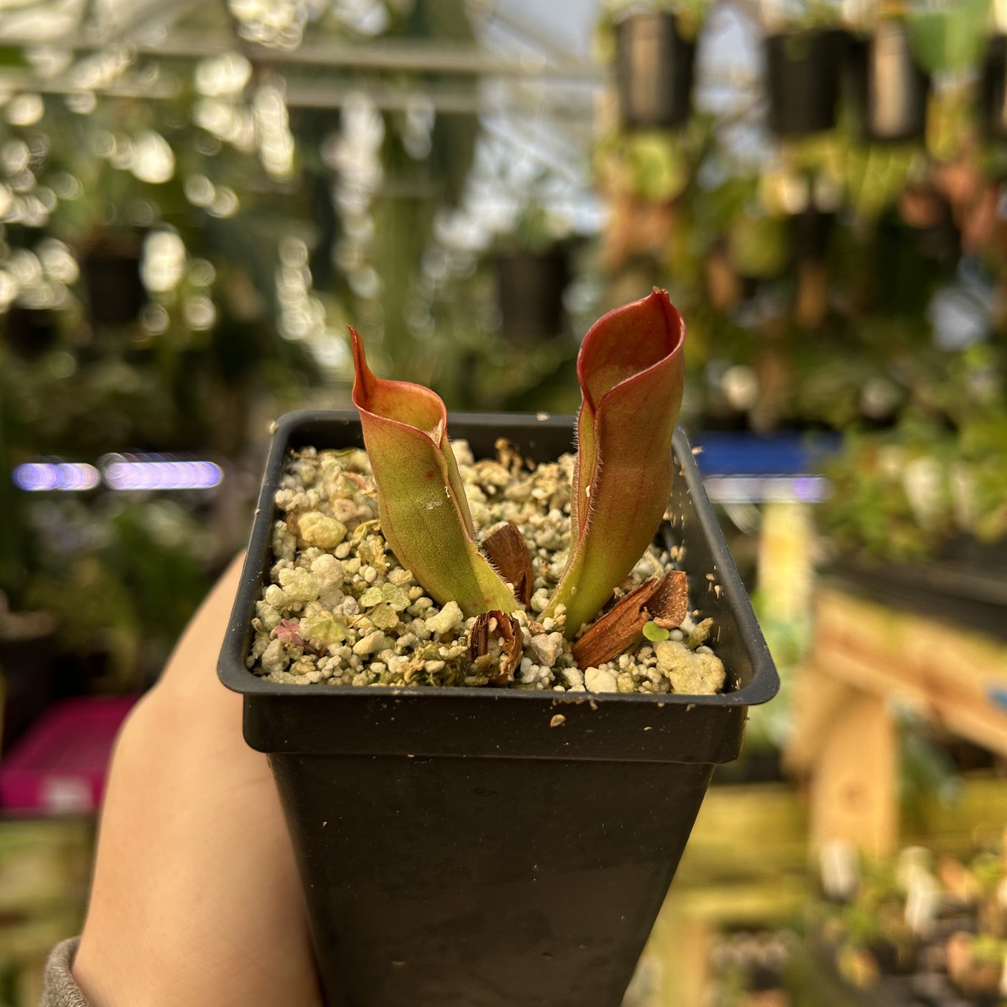 [W170] Heliamphora sarraceniodes x minor Burgundy Black