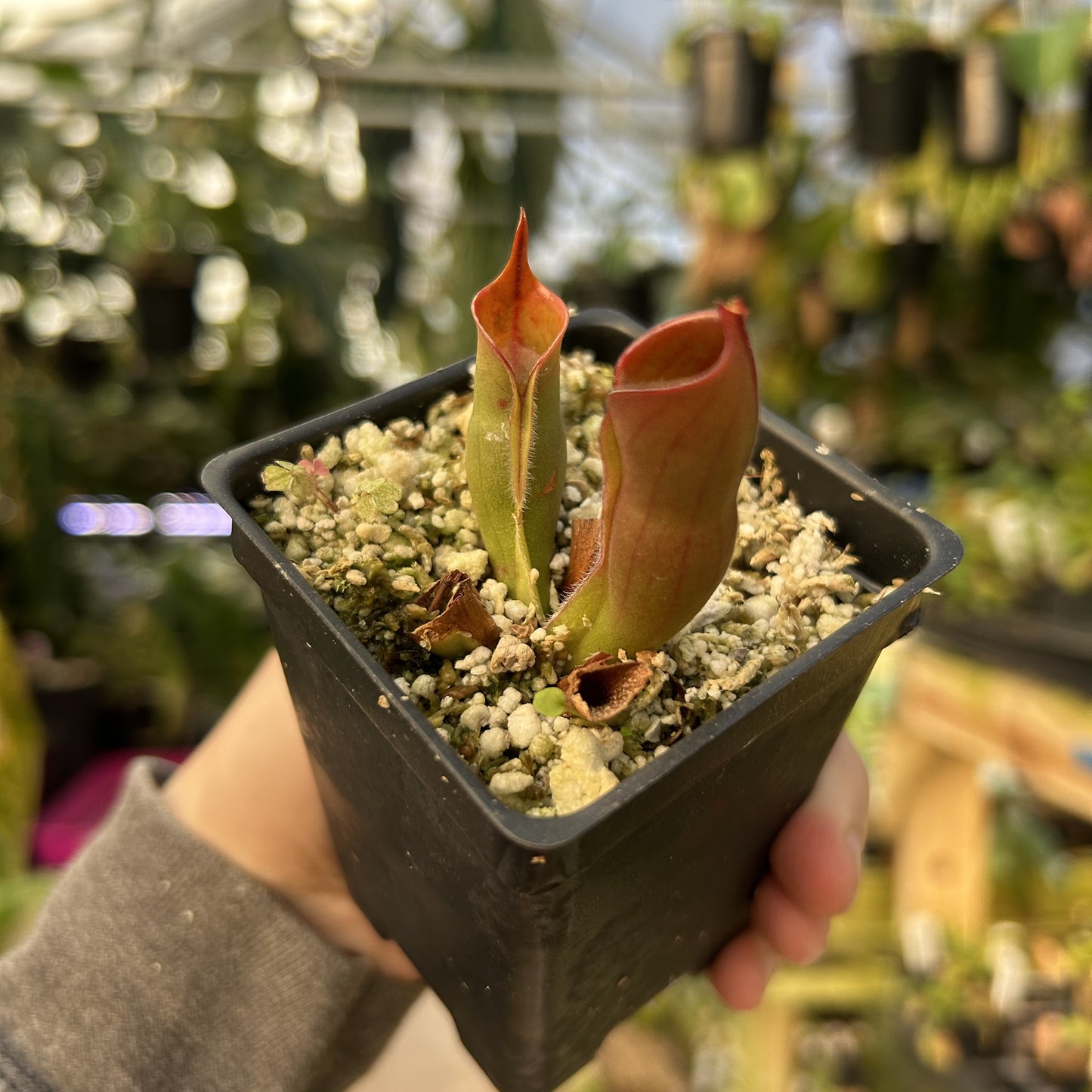 [W170] Heliamphora sarraceniodes x minor Burgundy Black
