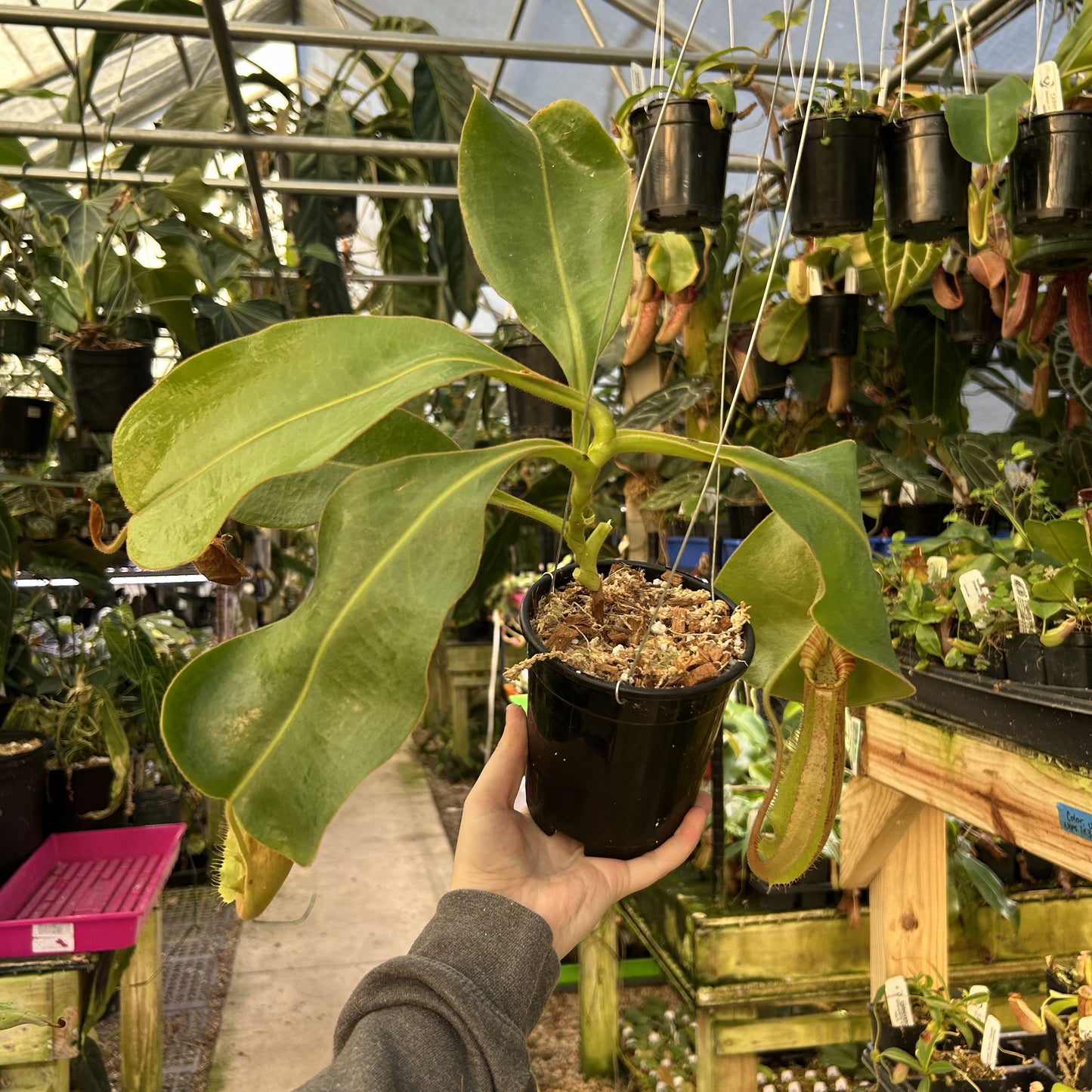 [W172] Nepenthes 'Song of Melancholy' x (veitchii x allardii), CAR-0945