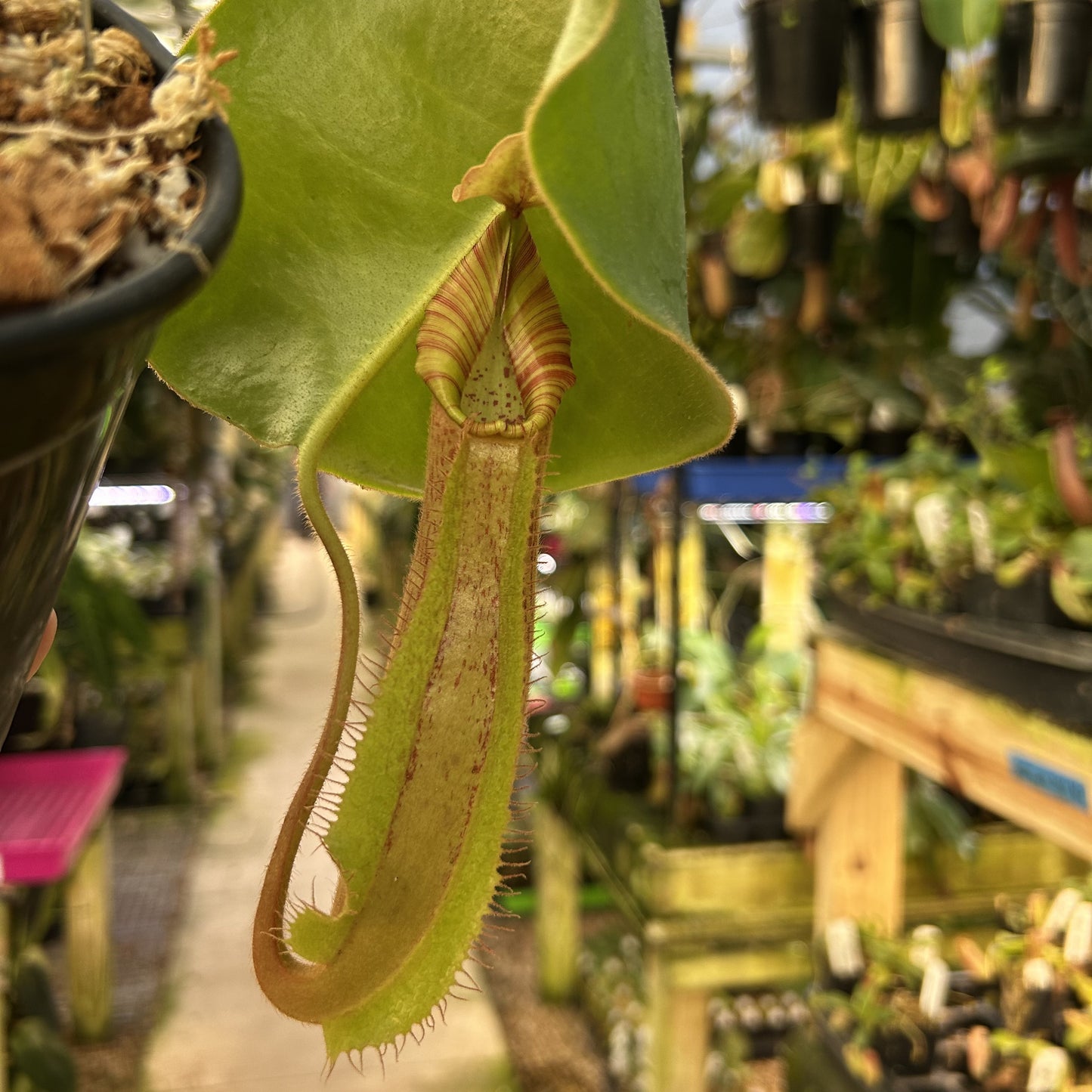 [W172] Nepenthes 'Song of Melancholy' x (veitchii x allardii), CAR-0945