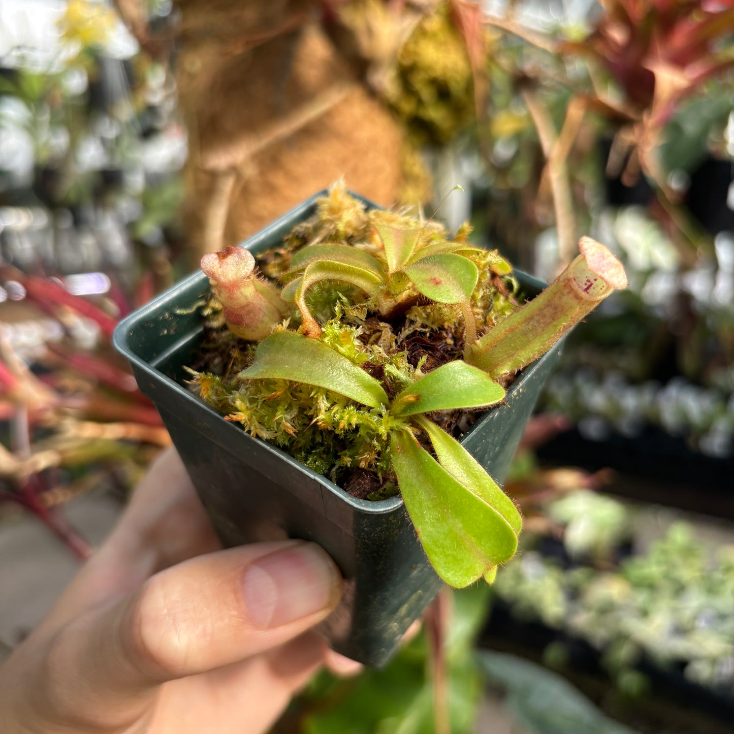 [A1181] Nepenthes veitchii ("Big Mama" x "Pink Candy Cane"), CAR-0001 (S)