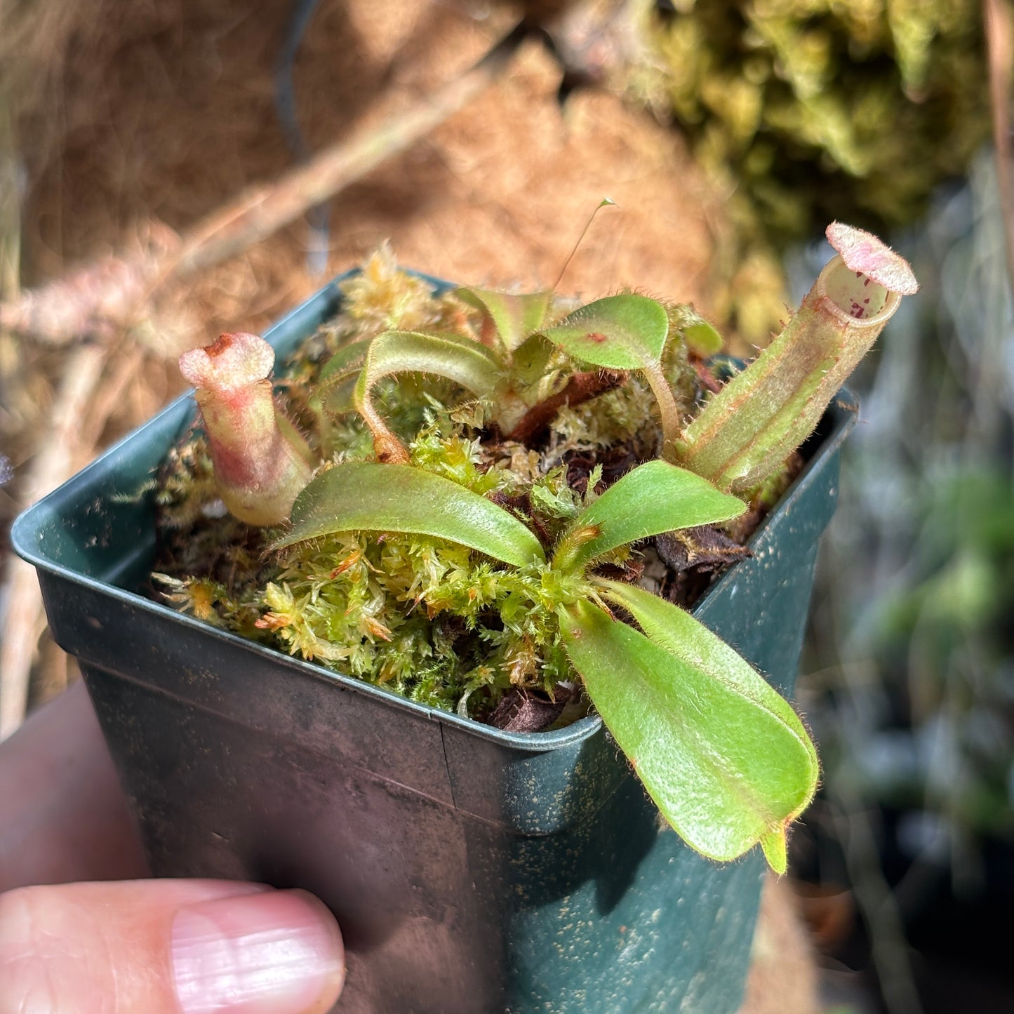 [A1181] Nepenthes veitchii ("Big Mama" x "Pink Candy Cane"), CAR-0001 (S)