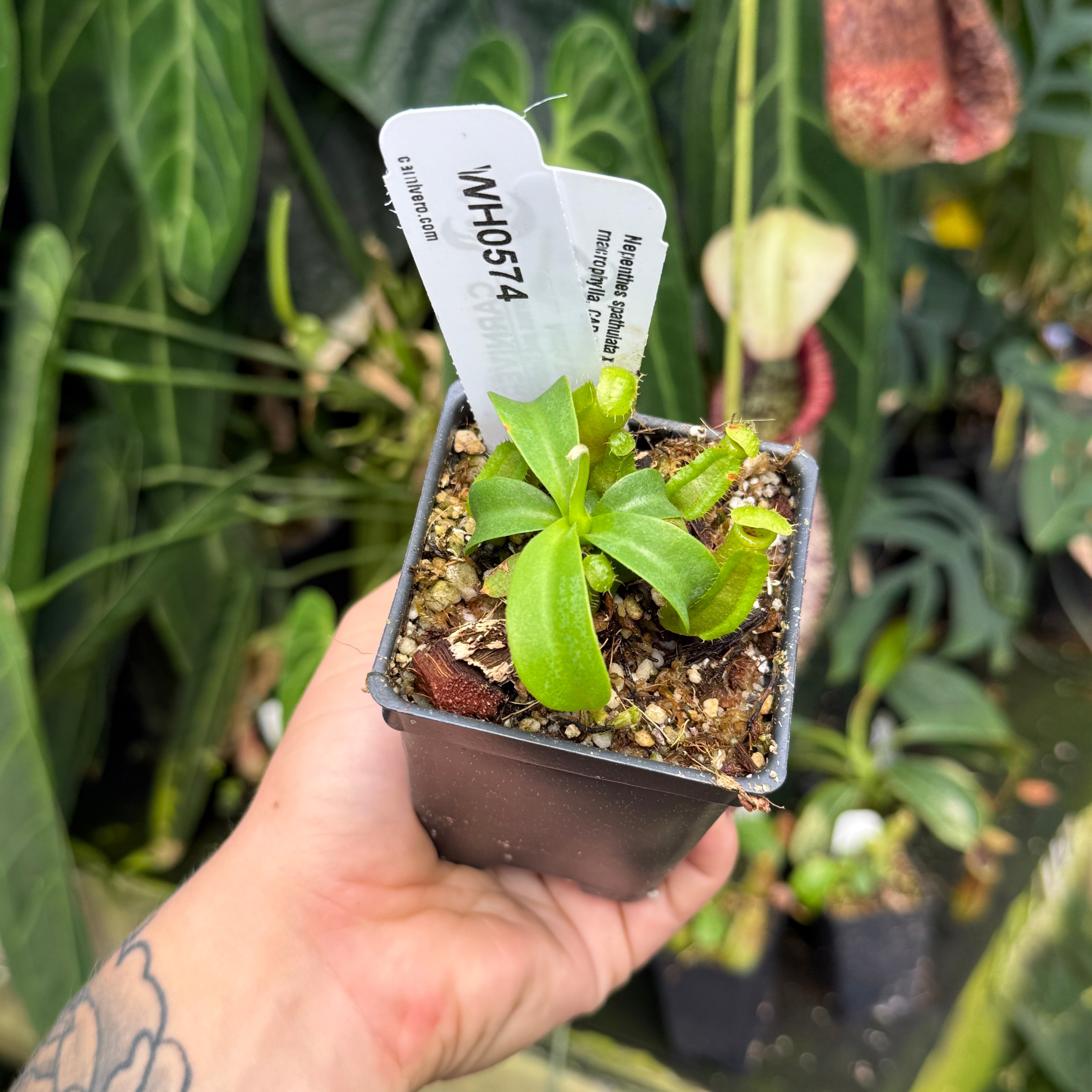 WH0574 Nepenthes spathulata x macrophylla, CAR-0930 (S) – Carnivero