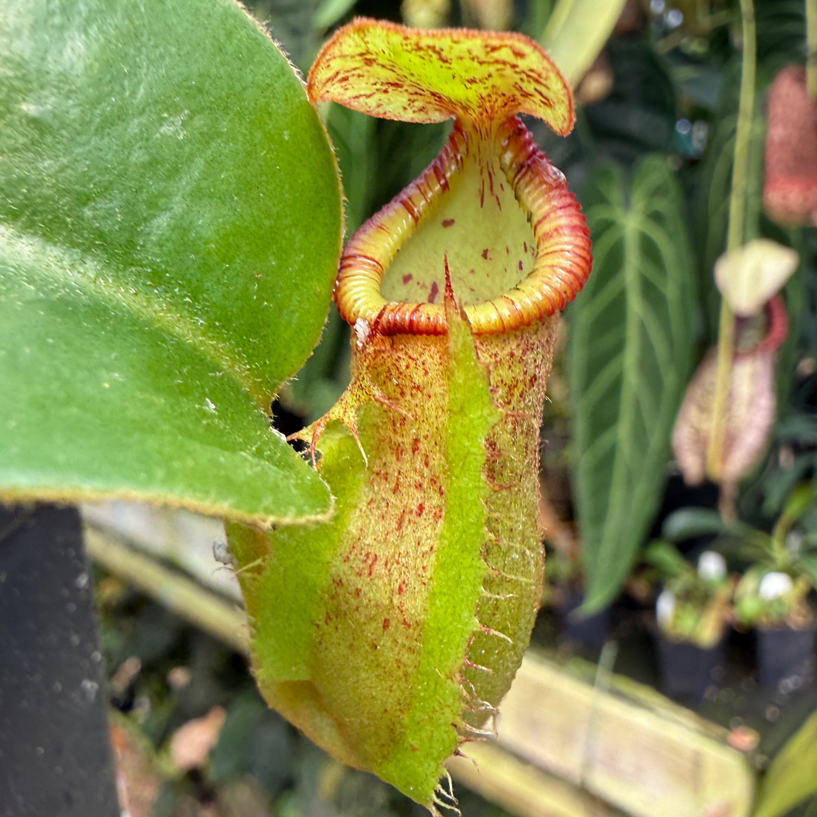WH0578 Nepenthes maxima Wavy x macrophylla, CAR-0618 (M) – Carnivero