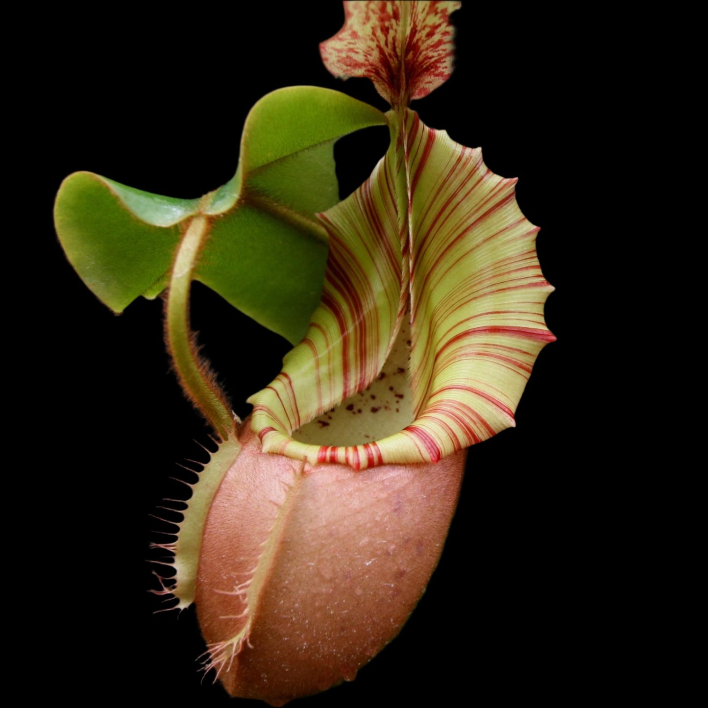 Nepenthes (Pitcher Plants)