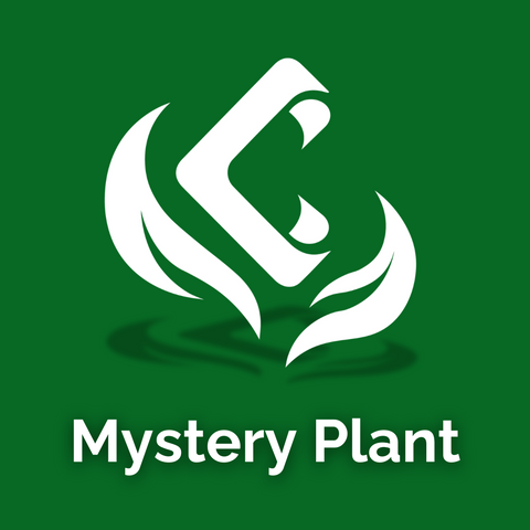 Mystery Plant logo with white abstract symbol on a dark green background
