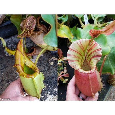 Collage of two Nepenthes veitchii pitchers JB x Cobra showing a yellow-green left specimen and a pink striped right specimen.