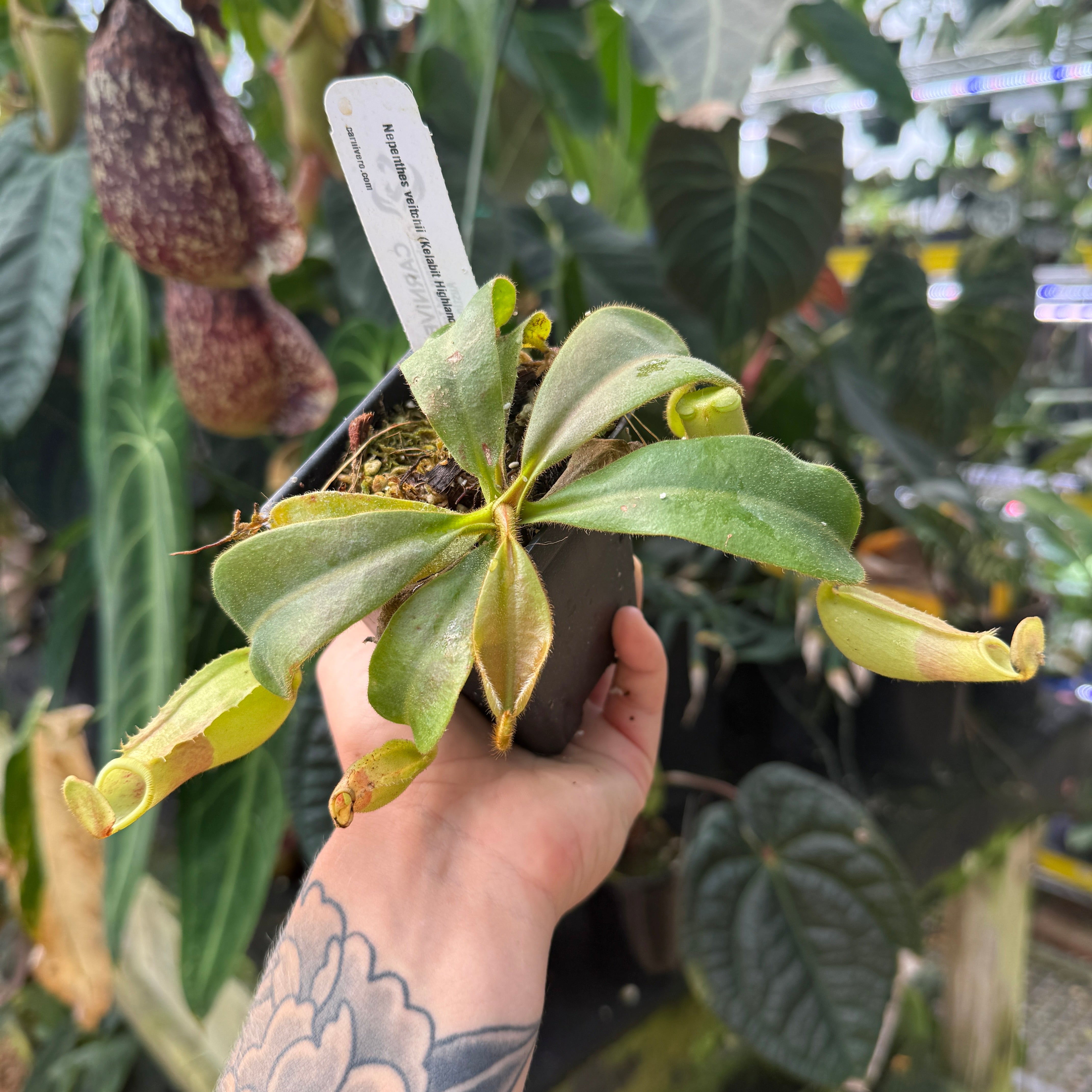 Nepenthes veitchii Kelabit Highlands – Carnivero