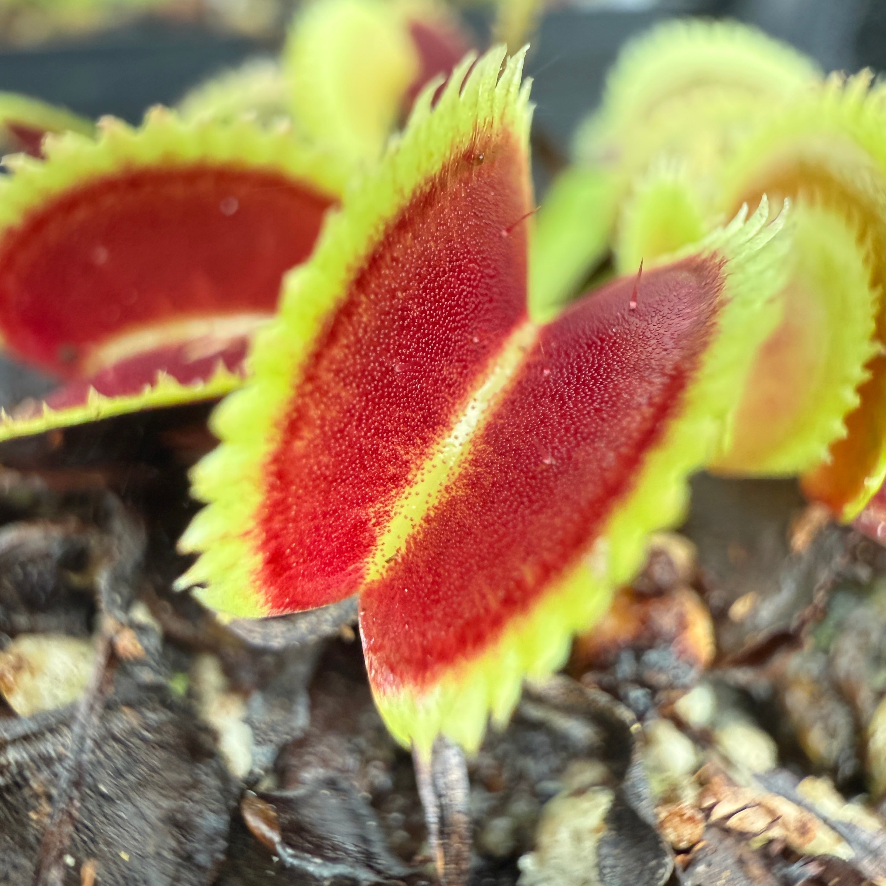 Dionaea muscipula 'Killer Queen', IMP-0128 – Carnivero