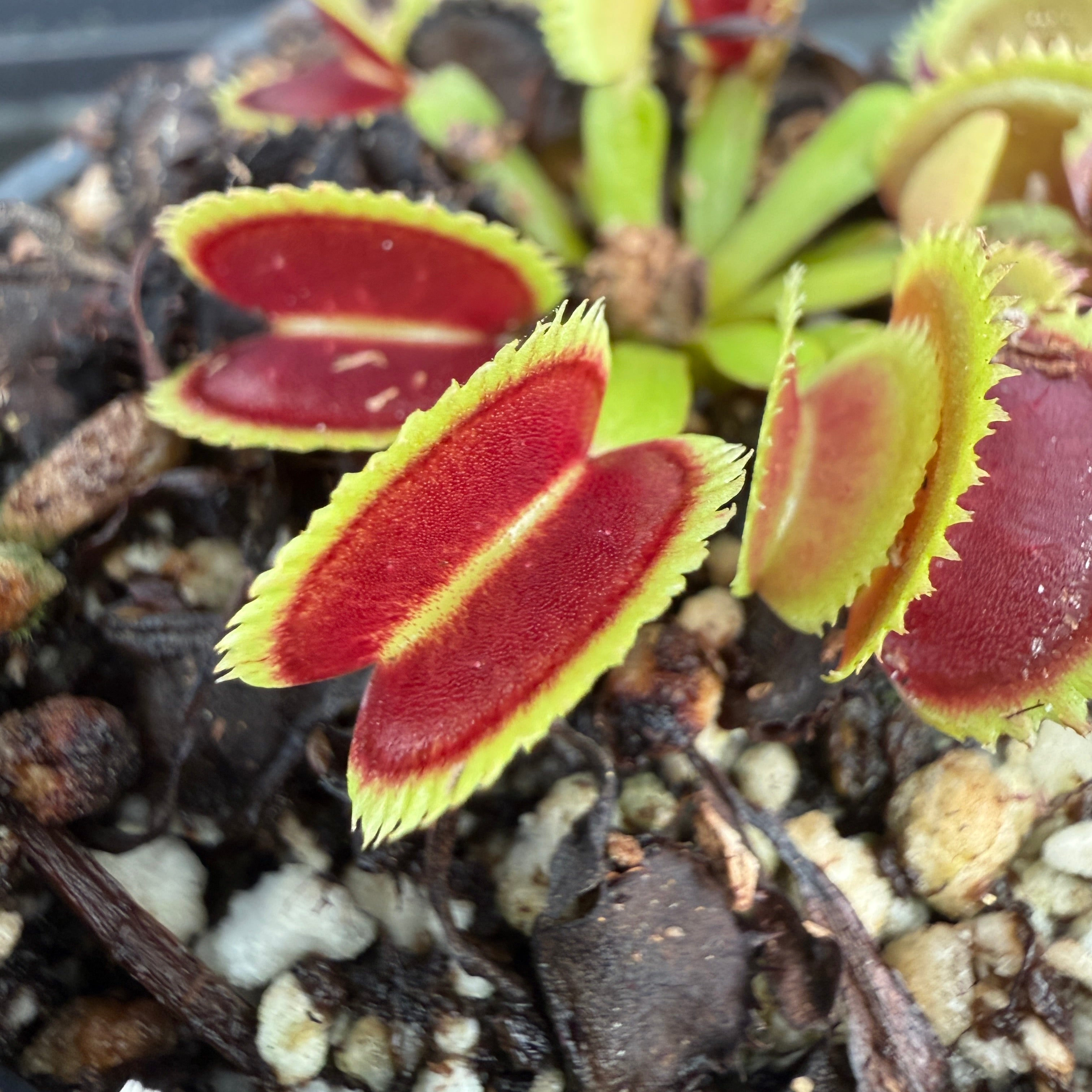 Dionaea muscipula 'Killer Queen', IMP-0128 – Carnivero